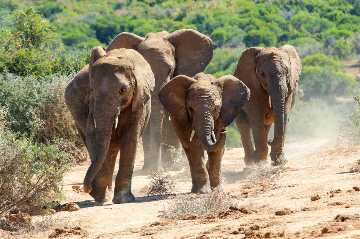 A family of elephants walking along a dusty track through dense green thicket