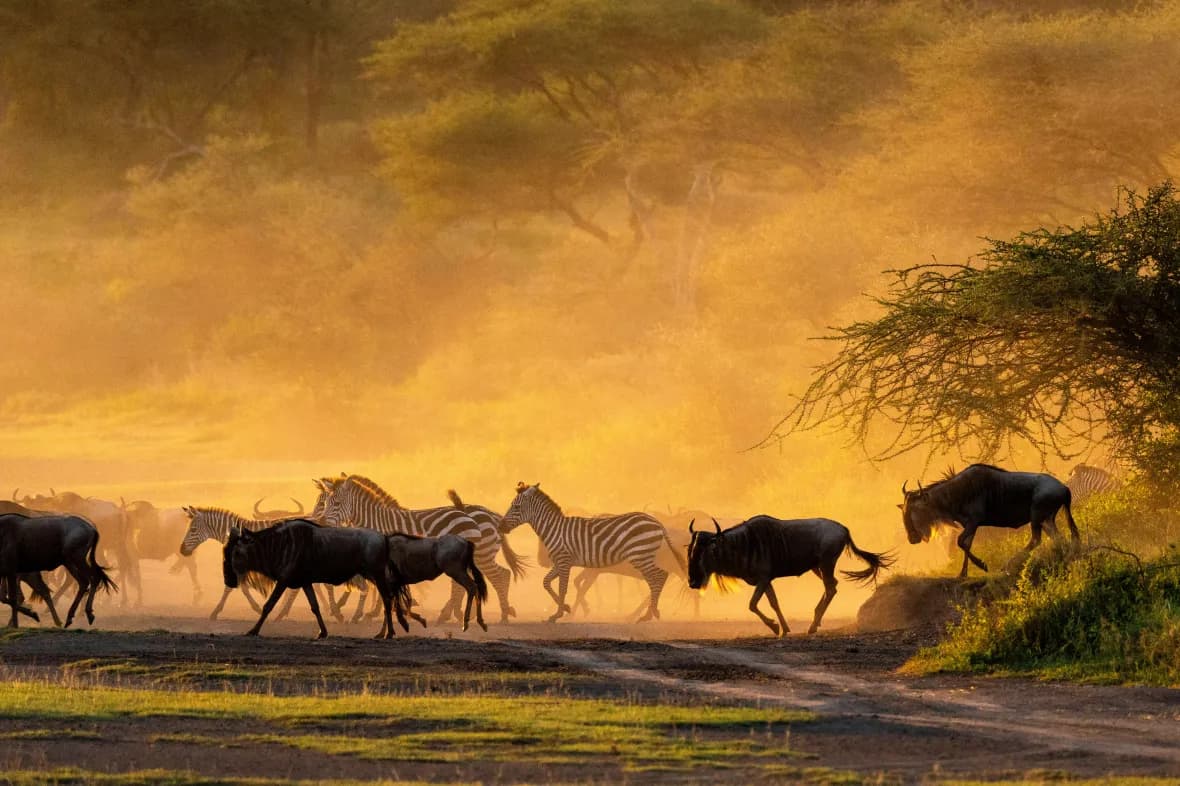 Wildebeest and zebra moving through golden dust beneath acacia trees at sunset