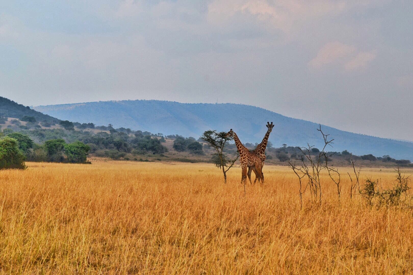 Giraffe on the golden savanna hills of Akagera National Park