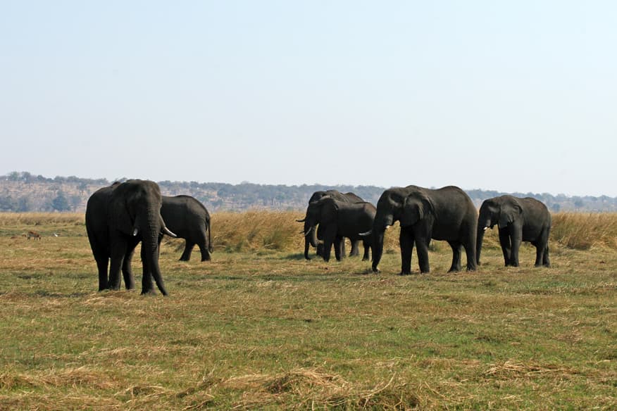 Elephant herd on the Chobe riverfront floodplain