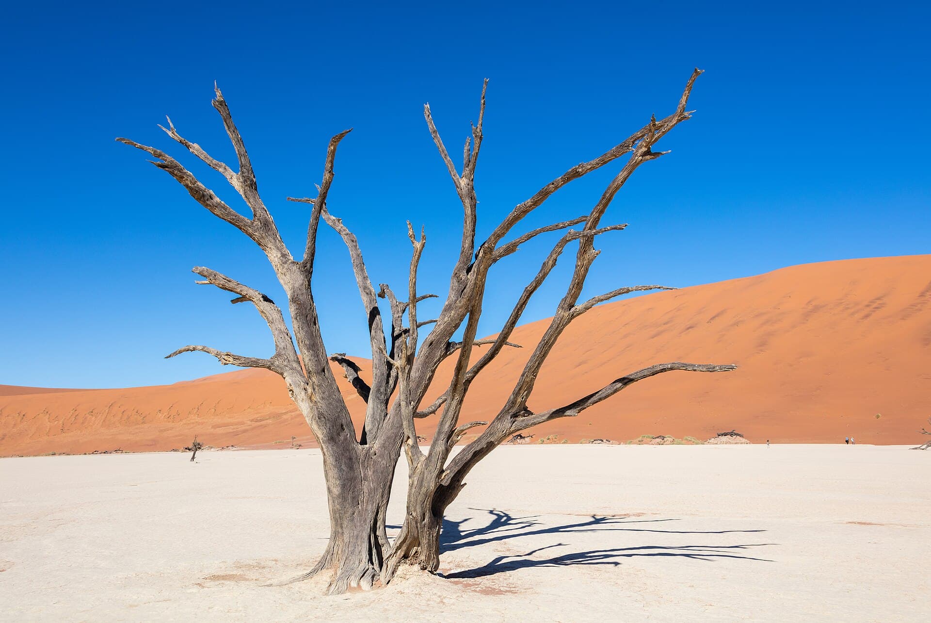 Ancient camelthorn tree on the white clay pan of Deadvlei