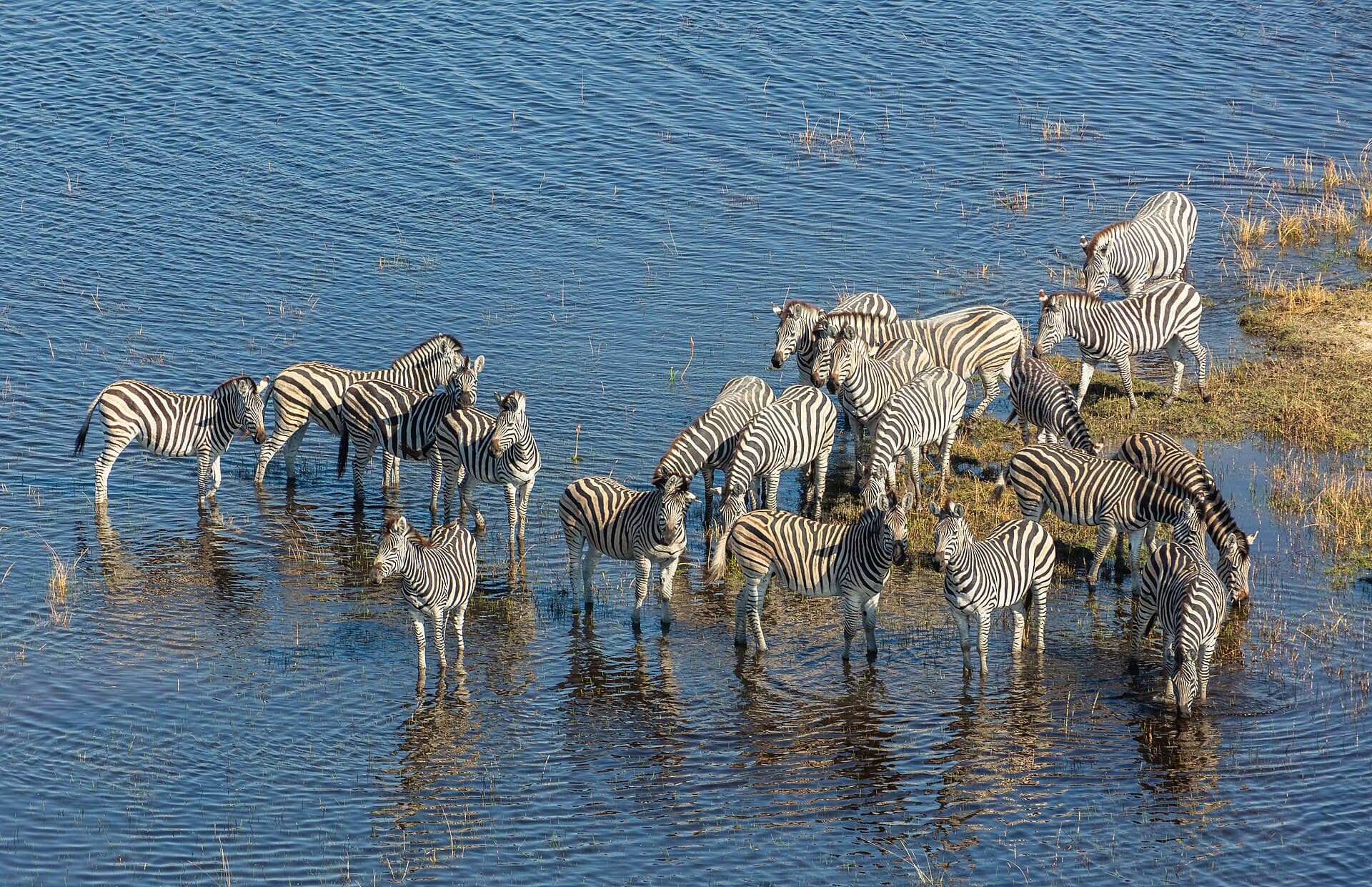 Zebra herd wading through shallow delta water