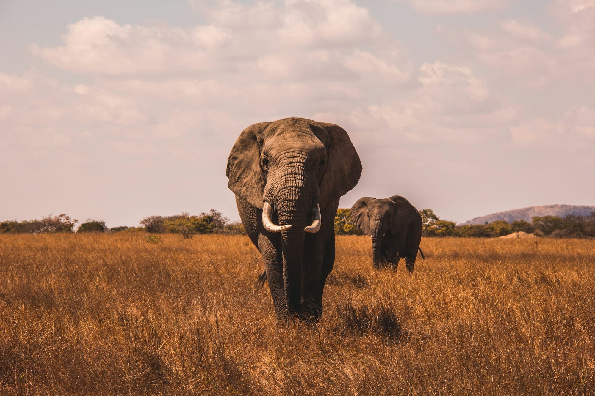 Pair of elephants walking through golden grass in the Okavango region