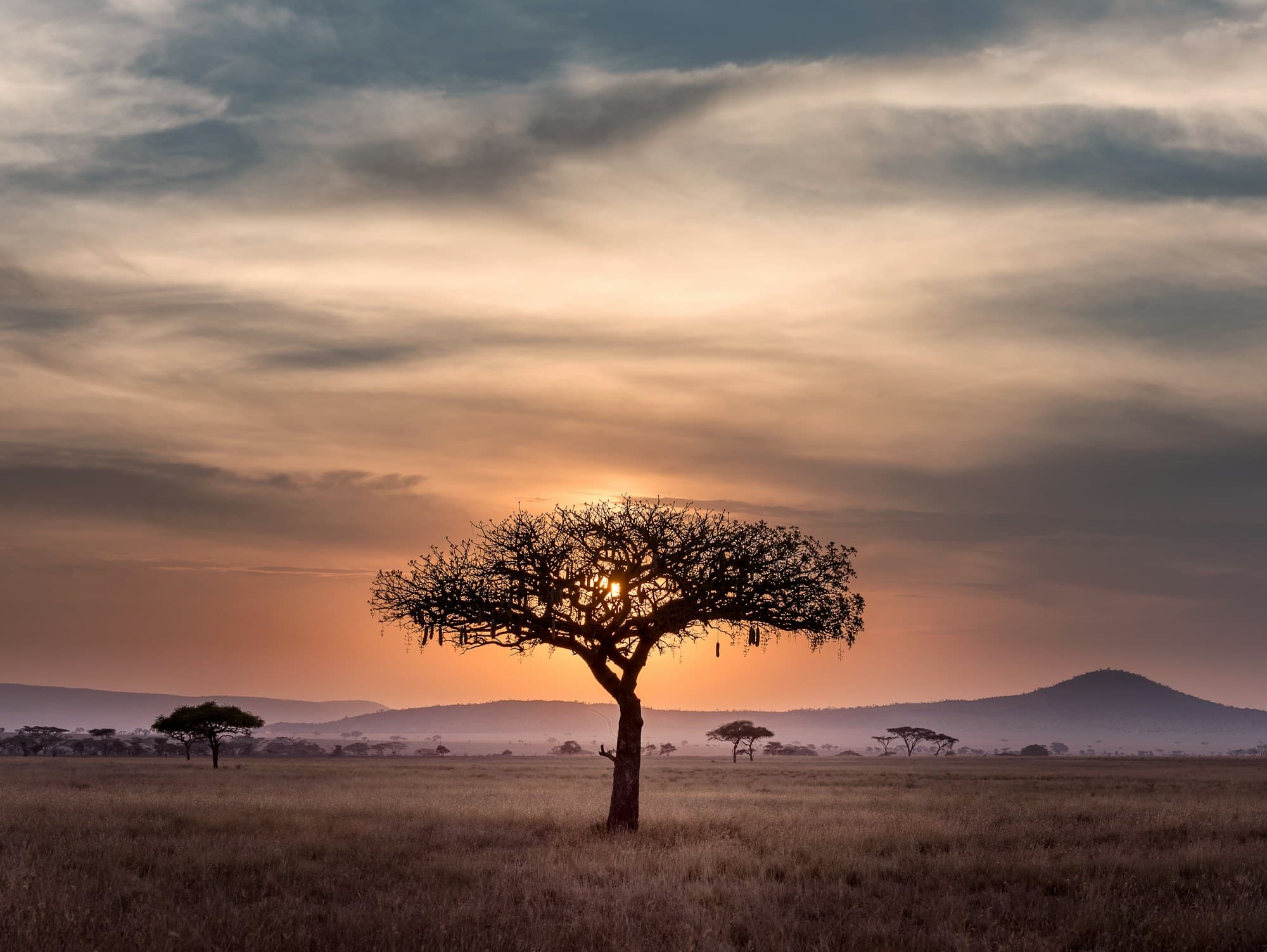 Lone acacia tree on the Serengeti plains under a dramatic sunset sky