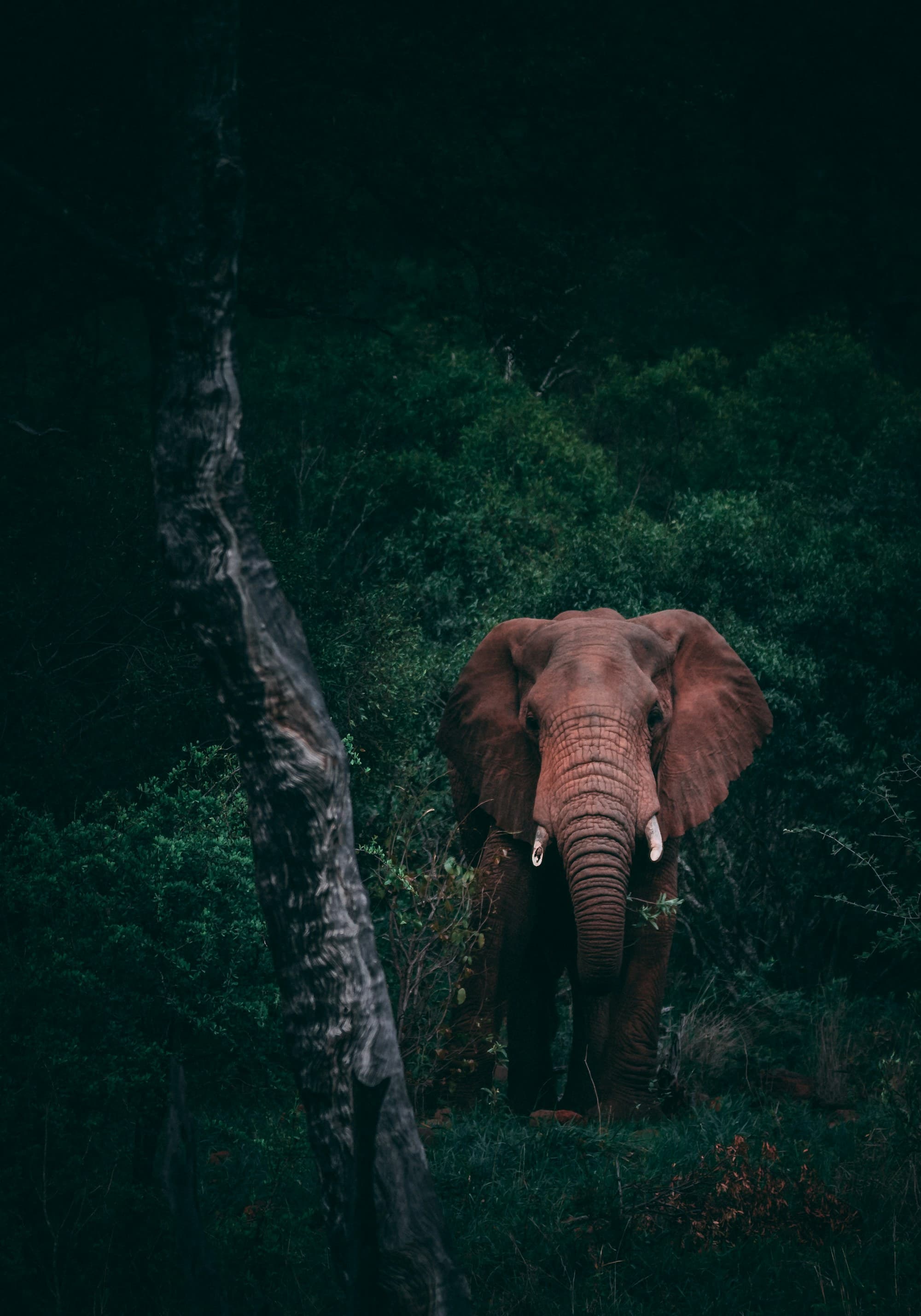 Elephant emerging from the shadows of a dense forest