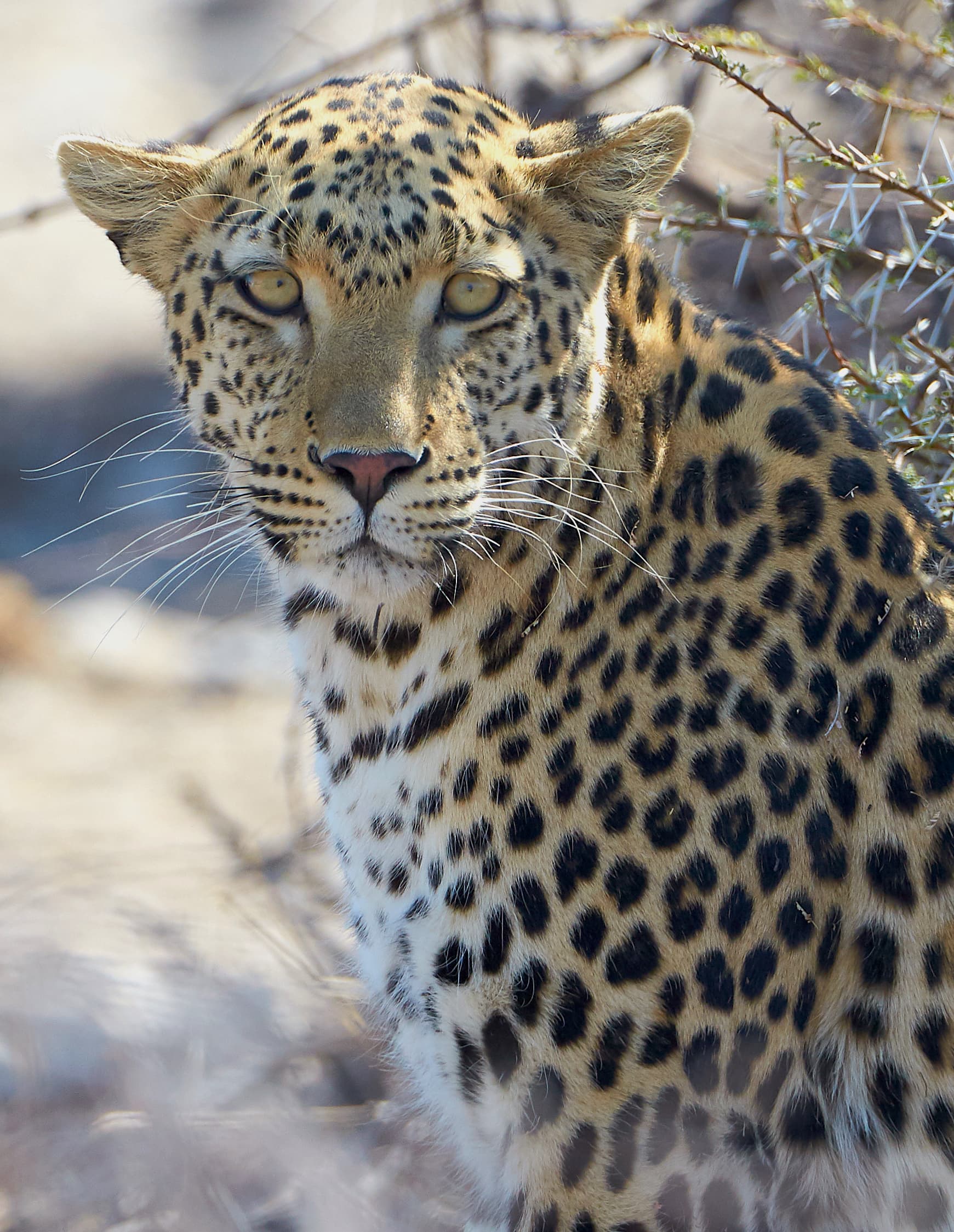 Close leopard portrait in golden light