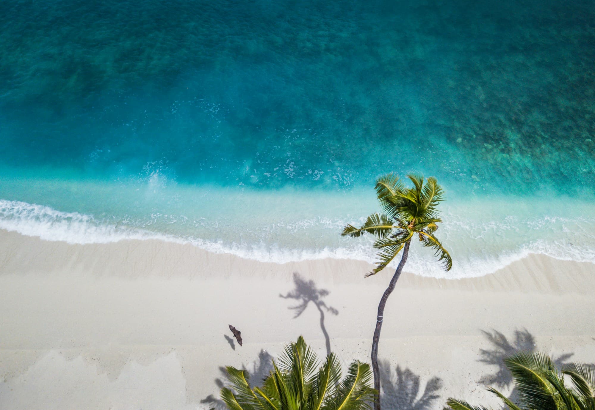 Palm-fringed white beach meeting turquoise water from above