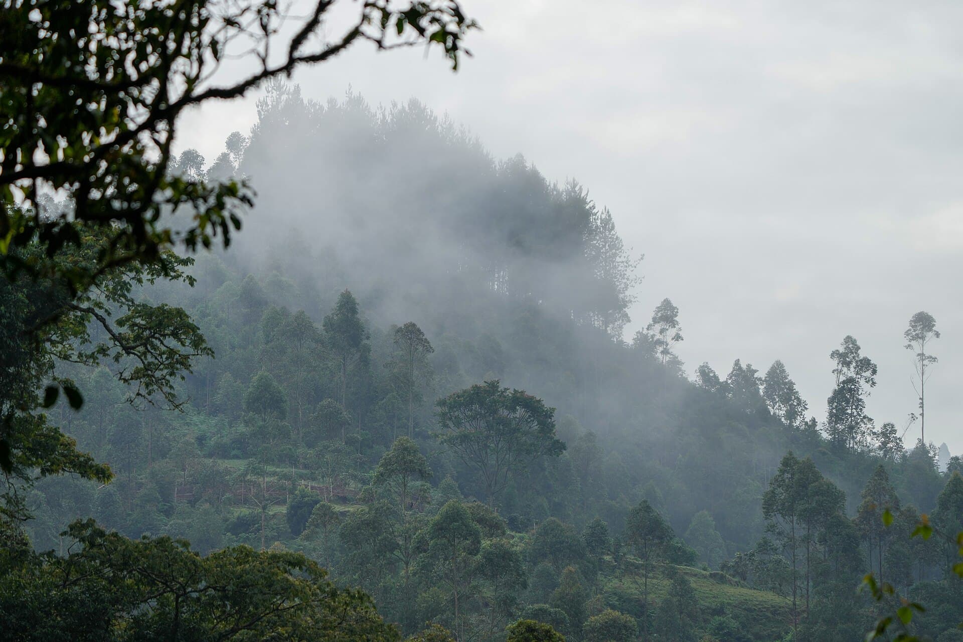 Forest lodge tucked into the canopy near the gorilla parks