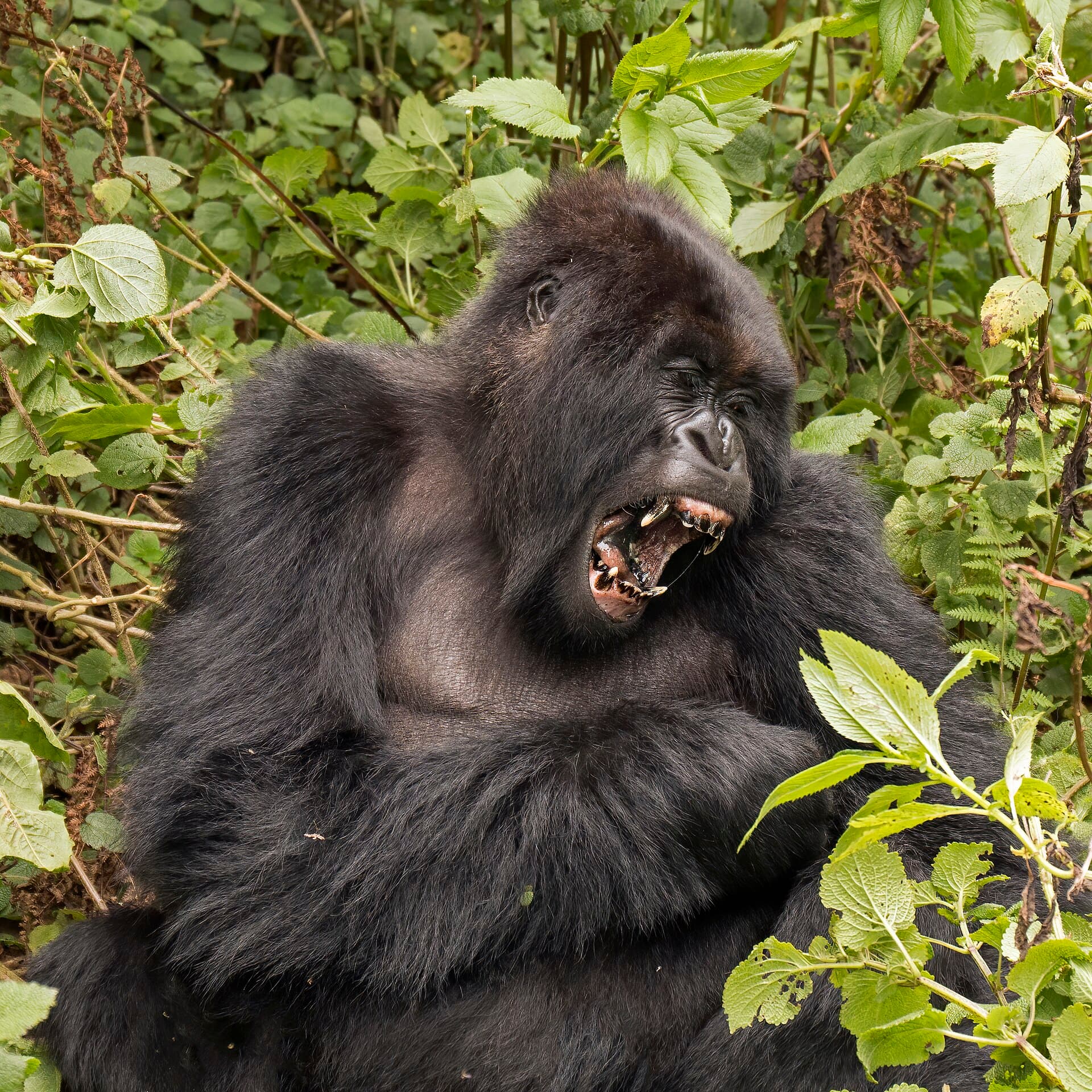 Silverback mountain gorilla mid-yawn among fresh green foliage