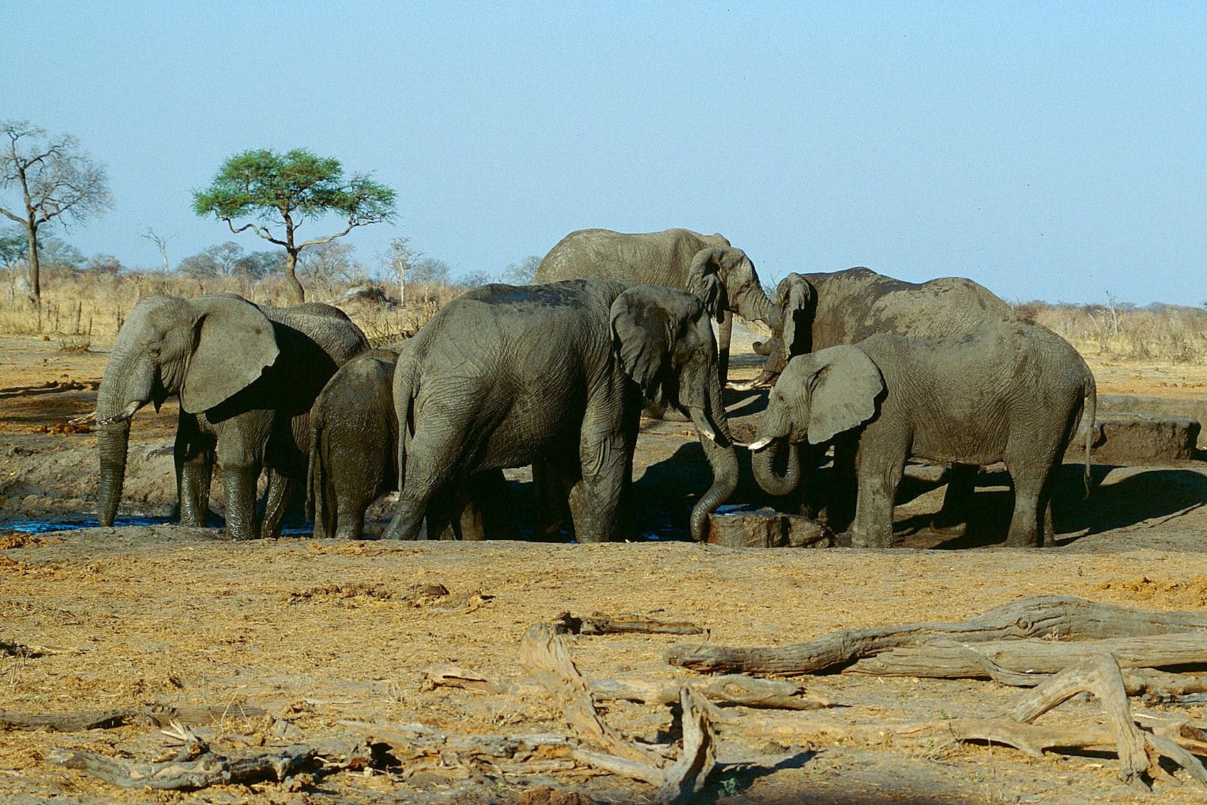 Elephants shoulder to shoulder at a Hwange waterhole