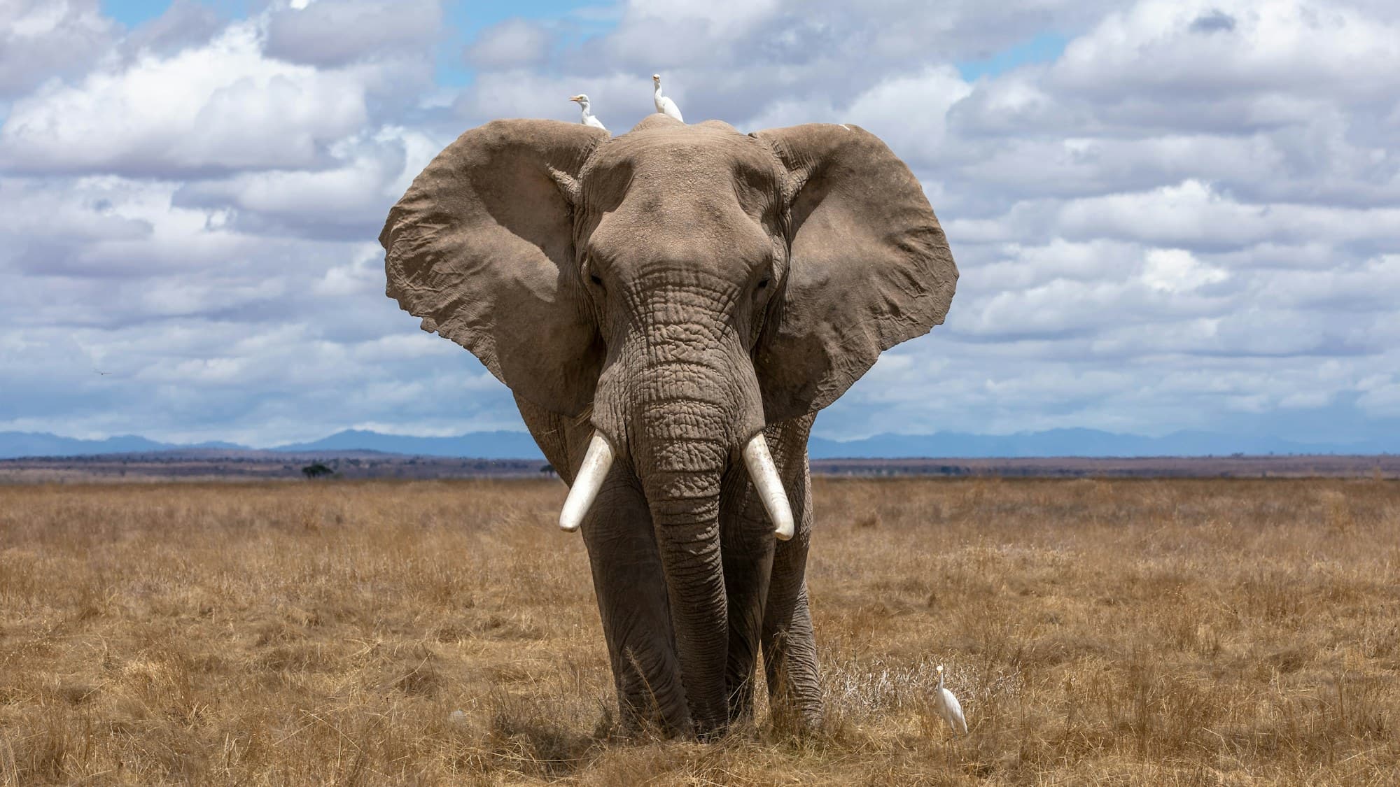 Elephant with white egrets standing front-on in open grassland under a wide sky