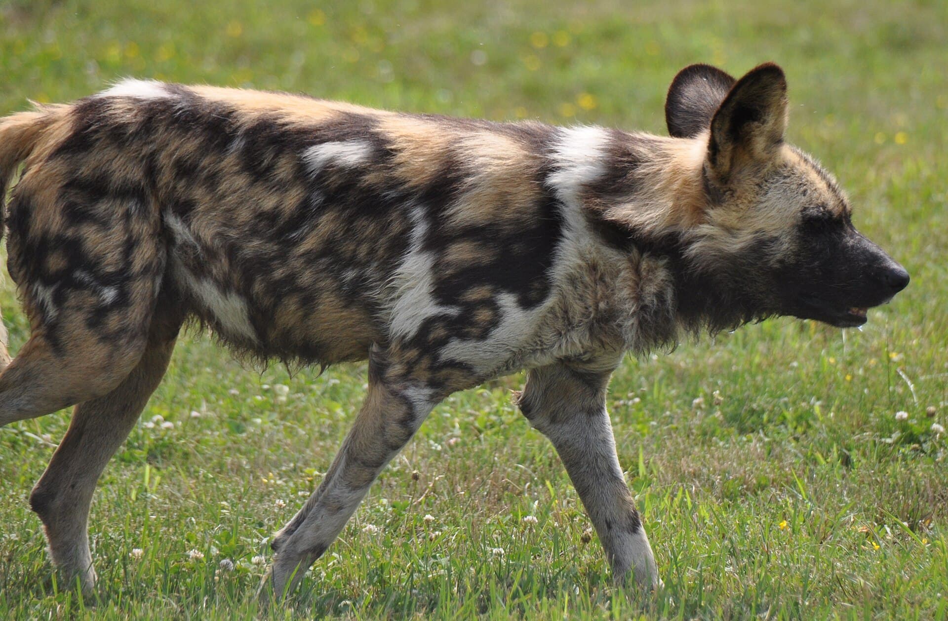 An African wild dog on the move — a Botswana wilderness signature