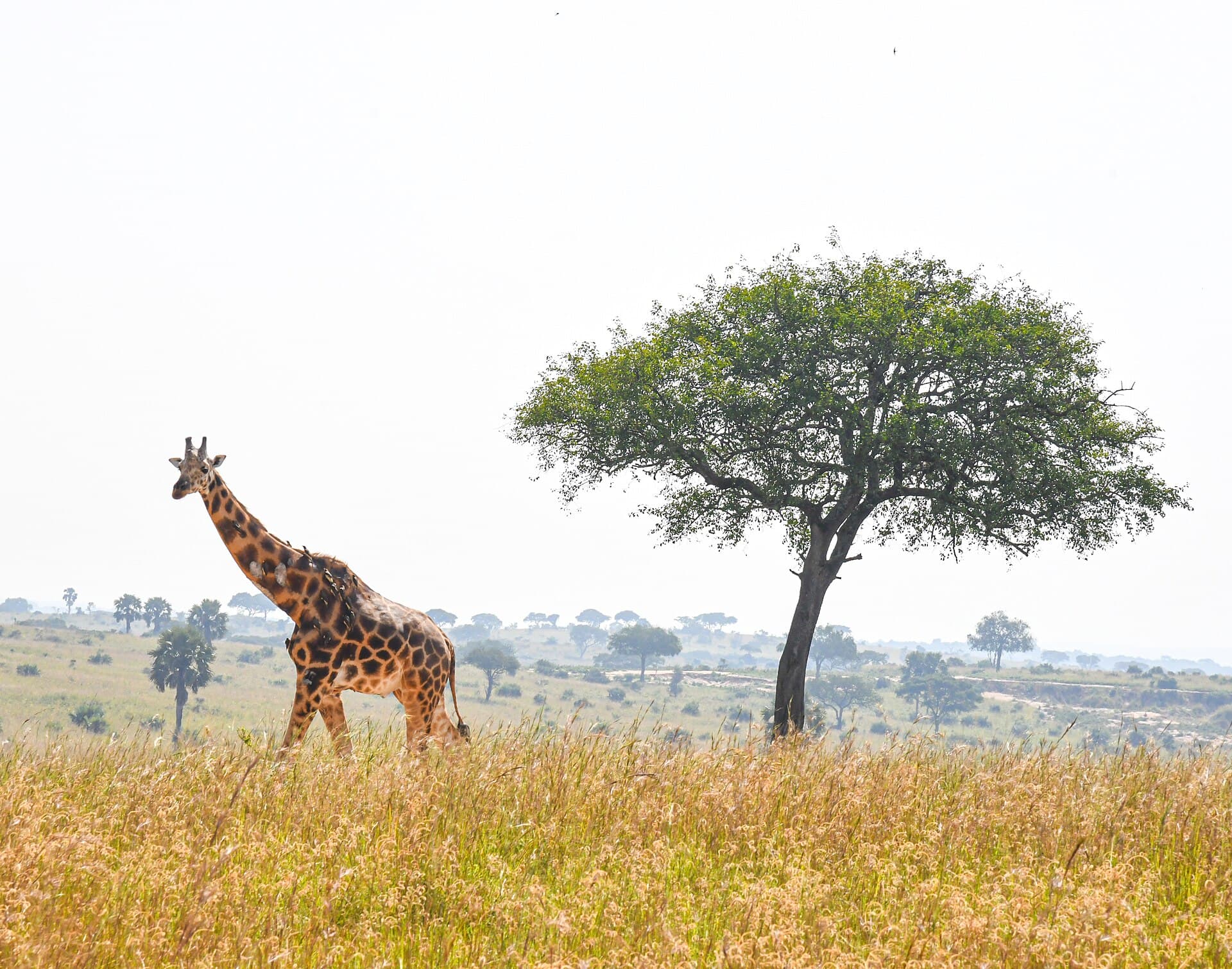 A giraffe beside a lone acacia tree on the open savanna
