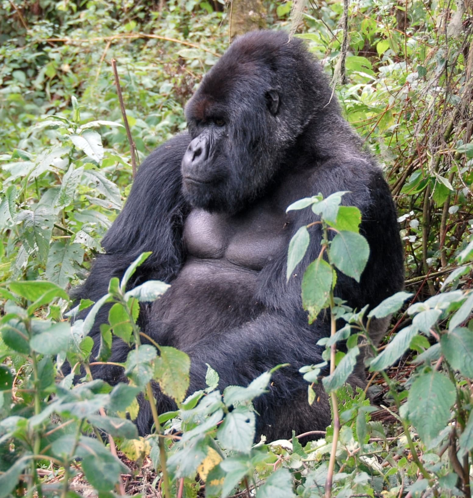 Mountain gorilla resting among green leaves in Volcanoes National Park, Rwanda