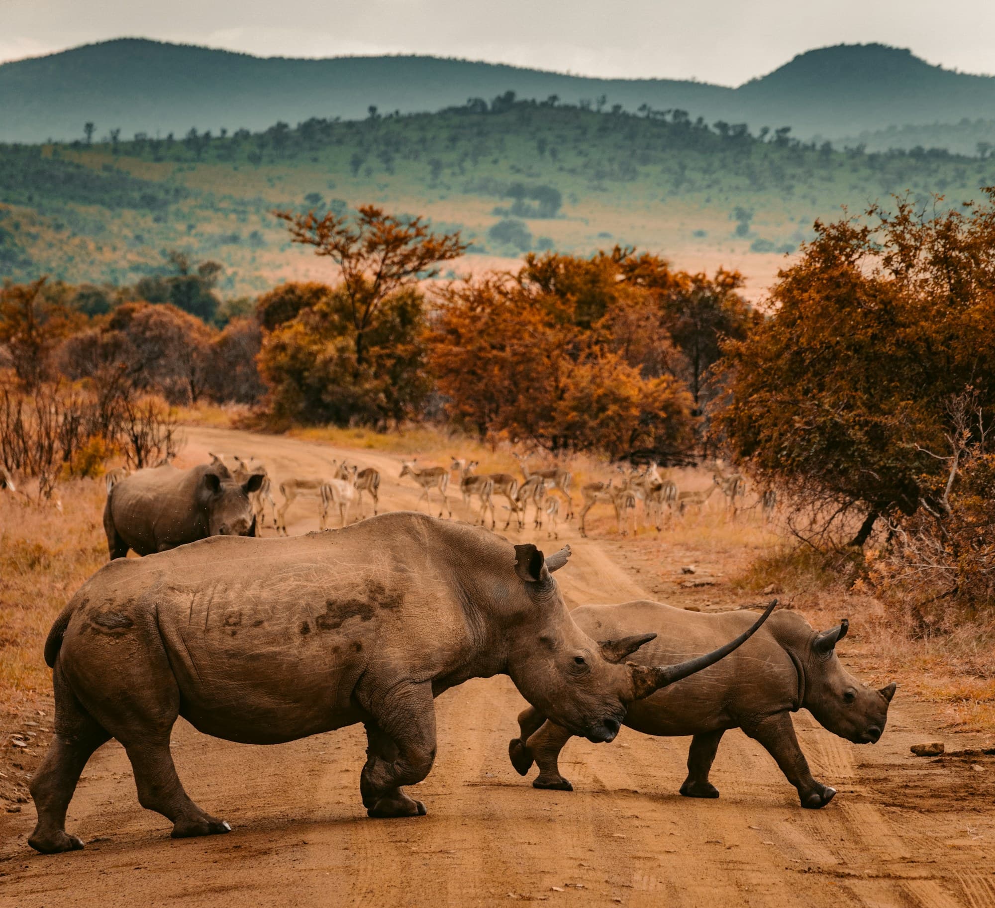 Two white rhinos grazing side by side in a private reserve