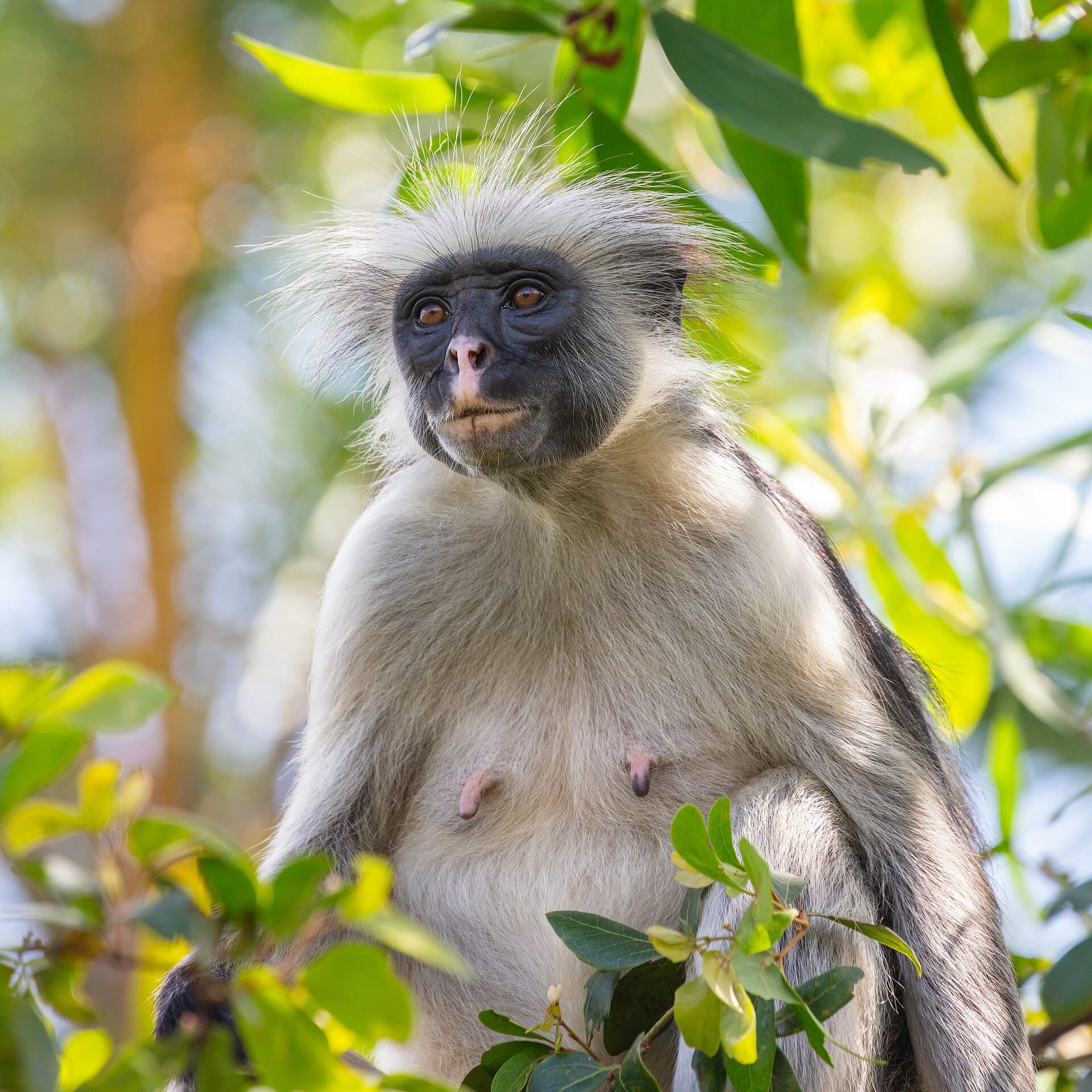 Zanzibar red colobus monkey in Jozani Forest