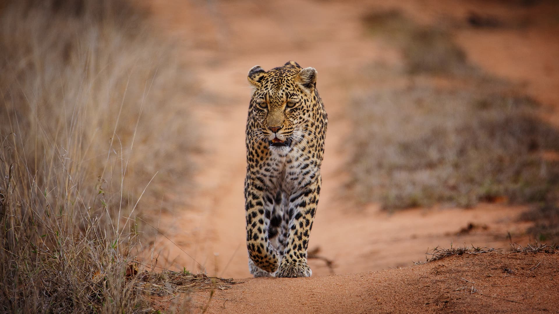 A leopard walking straight toward the camera — iconic big-cat viewing
