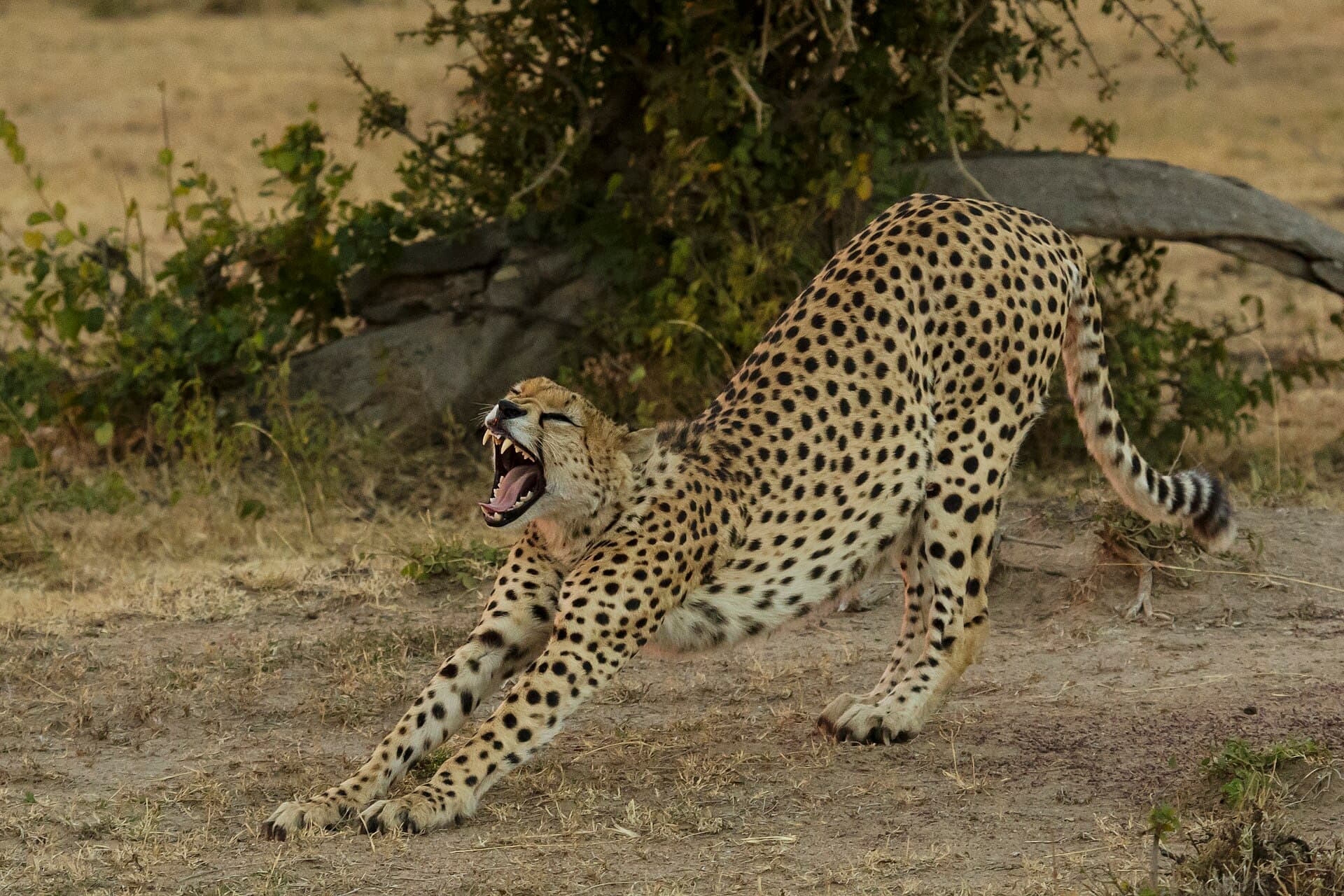 A cheetah scanning the plains in the Masai Mara