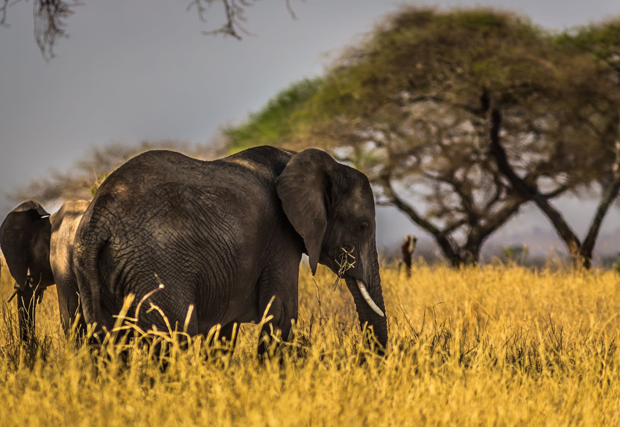 Elephants grazing beneath flat-topped acacia trees on golden Kenyan grassland