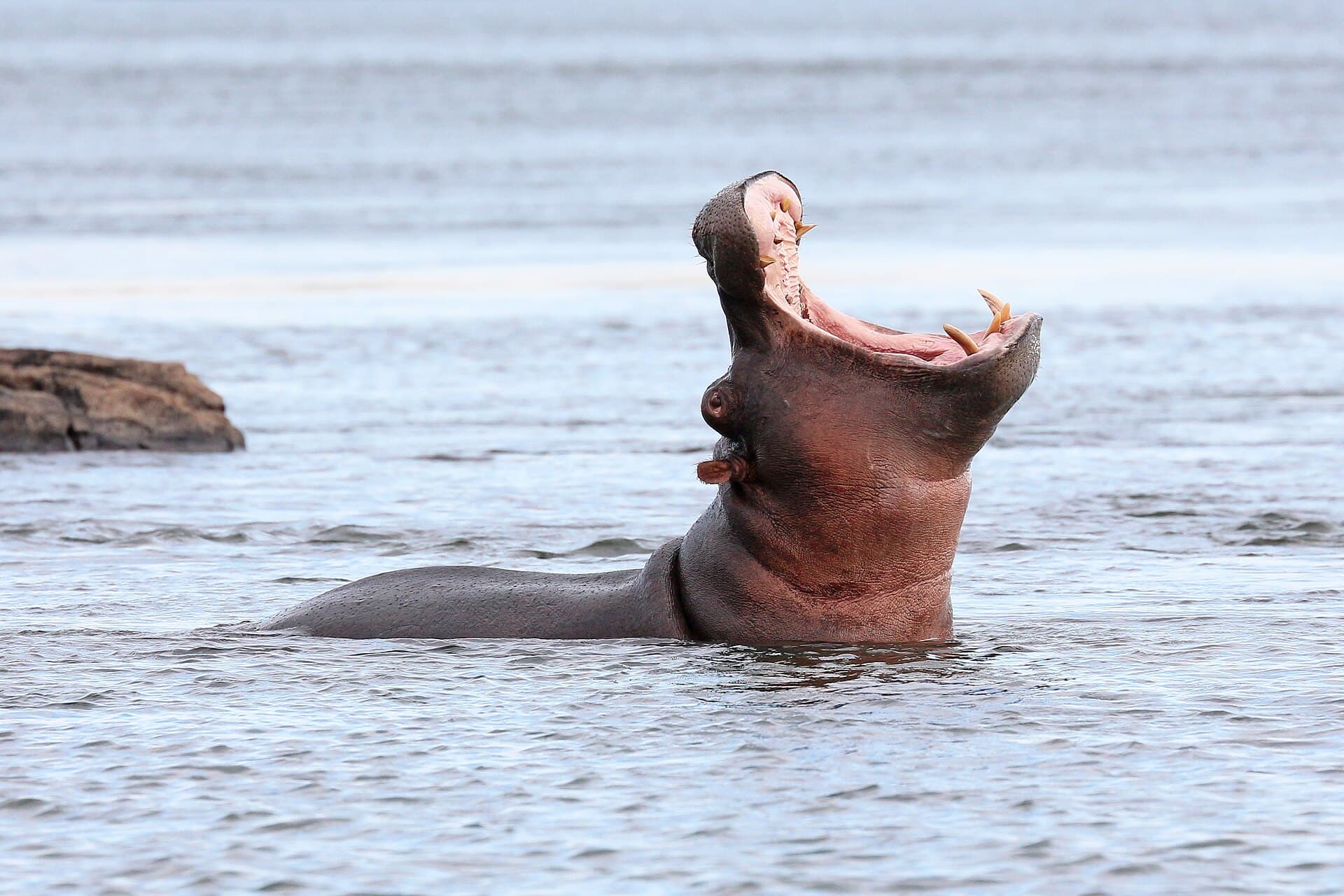A hippo surfacing with an open-mouthed yawn in a river