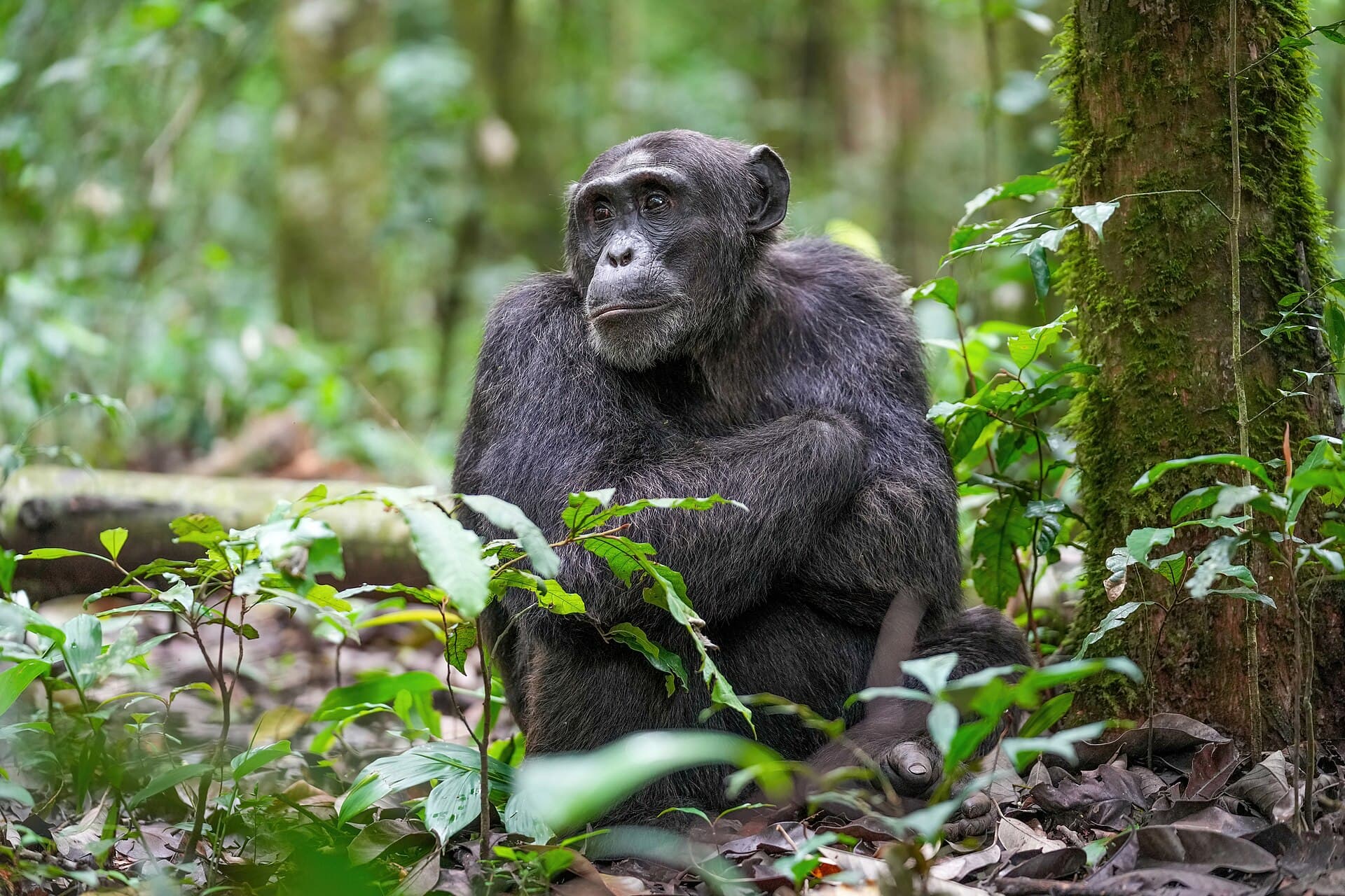 Chimpanzee resting in the Kibale Forest canopy