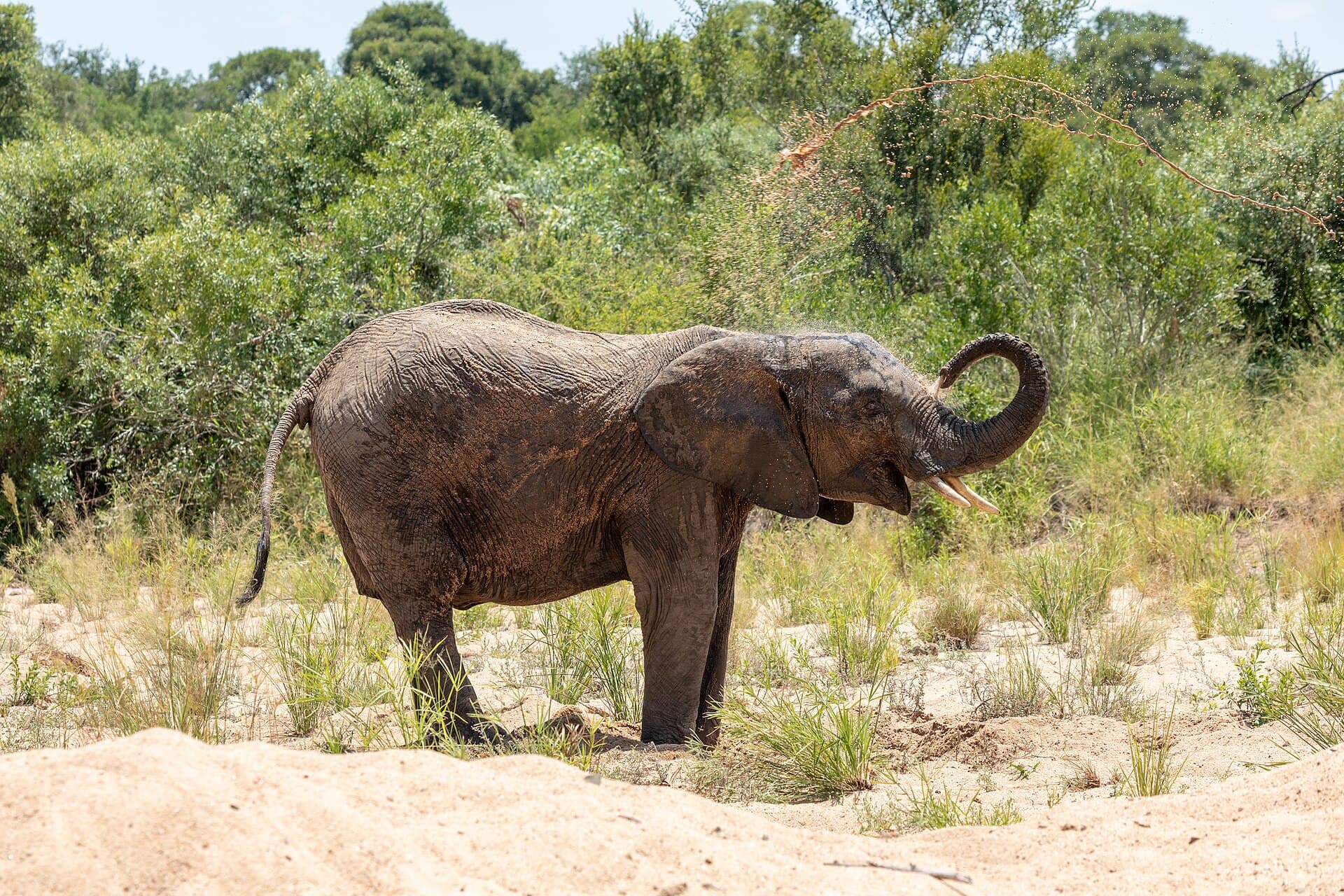 Elephant feeding in a dry riverbed in Greater Kruger