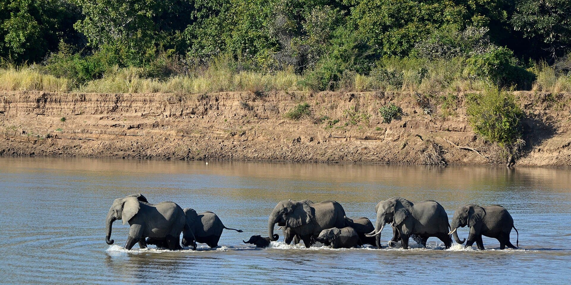 Elephant family crossing the Luangwa River