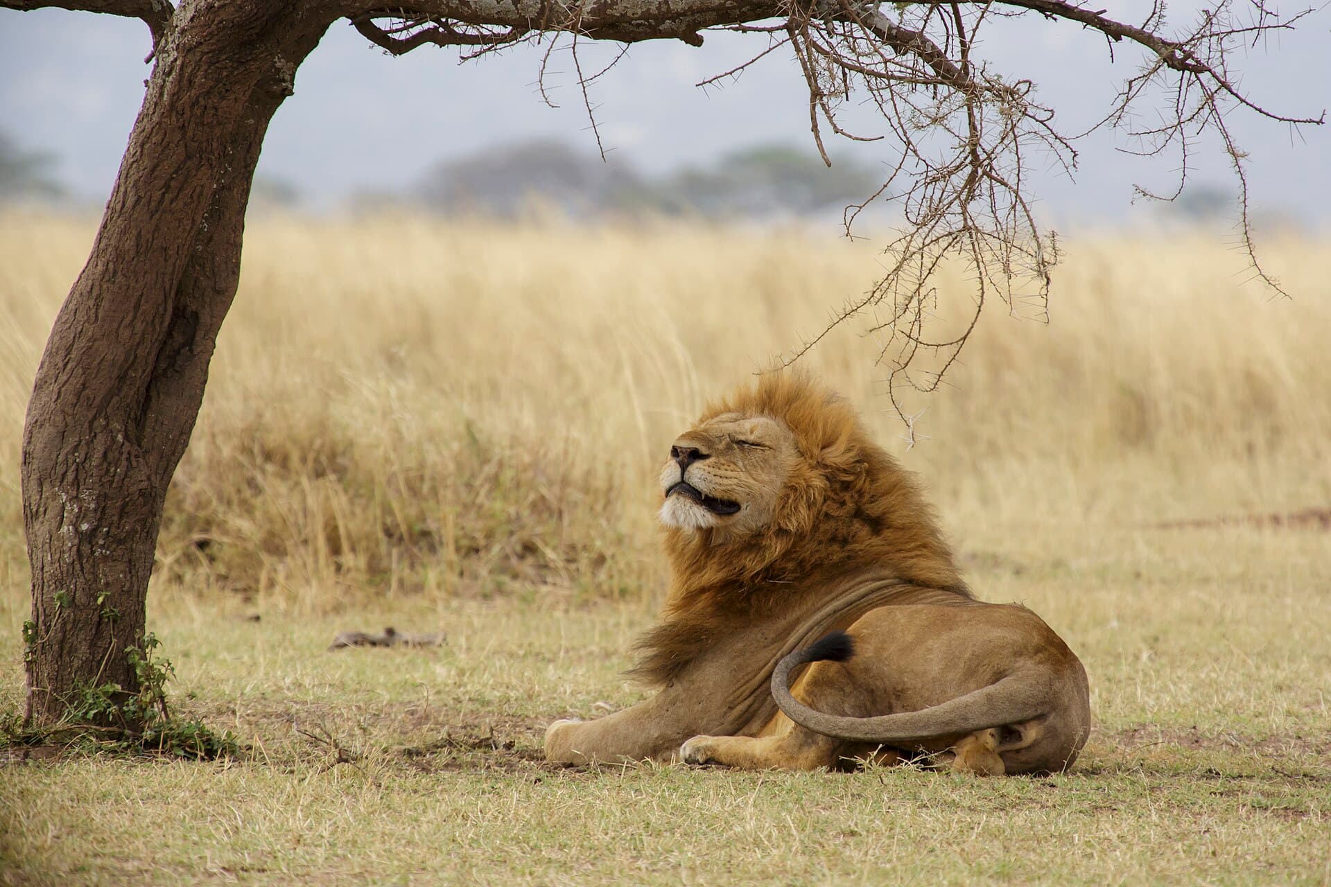 A male lion in warm evening light on the open savanna