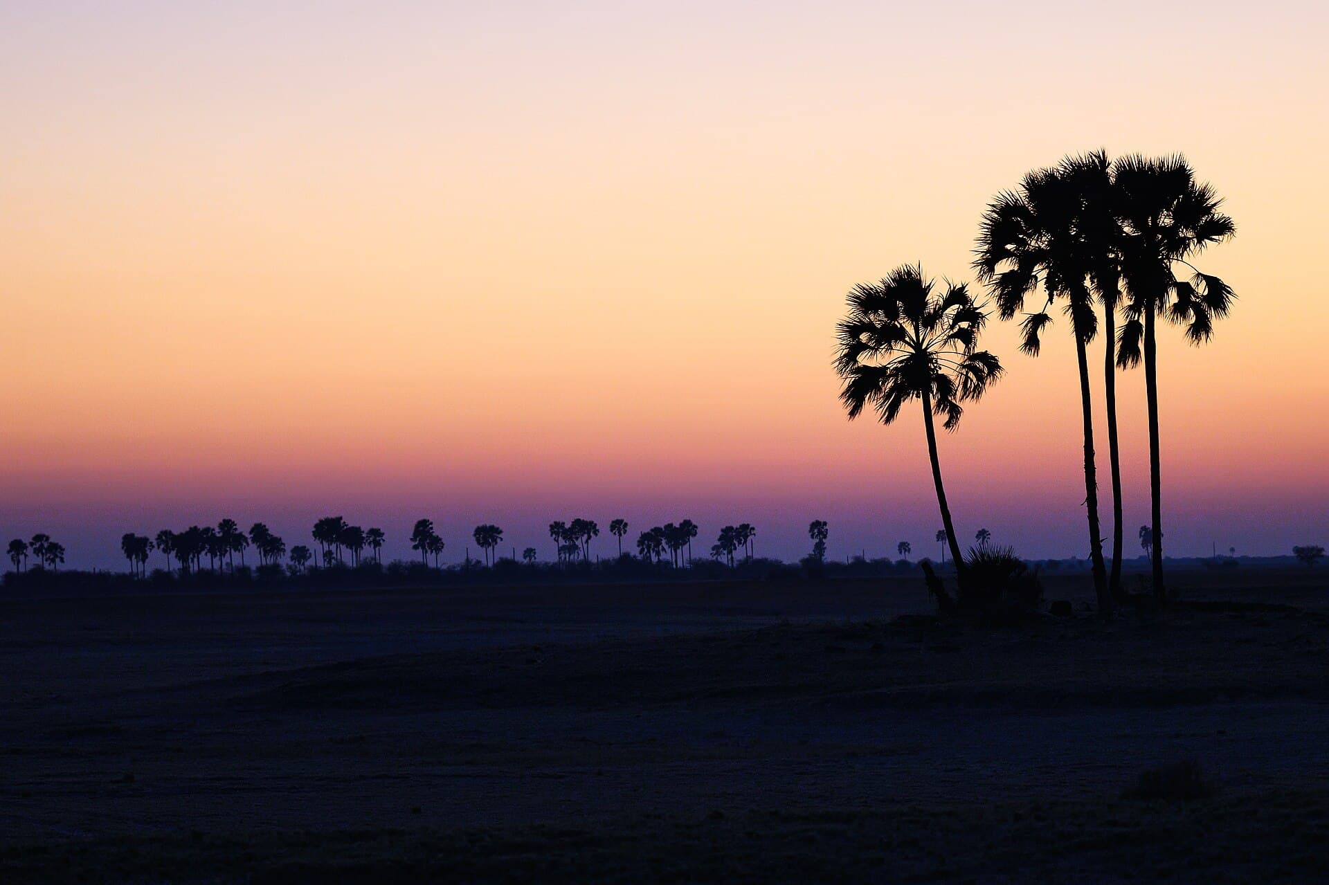 Palm islands silhouetted at dusk on the Makgadikgadi pans