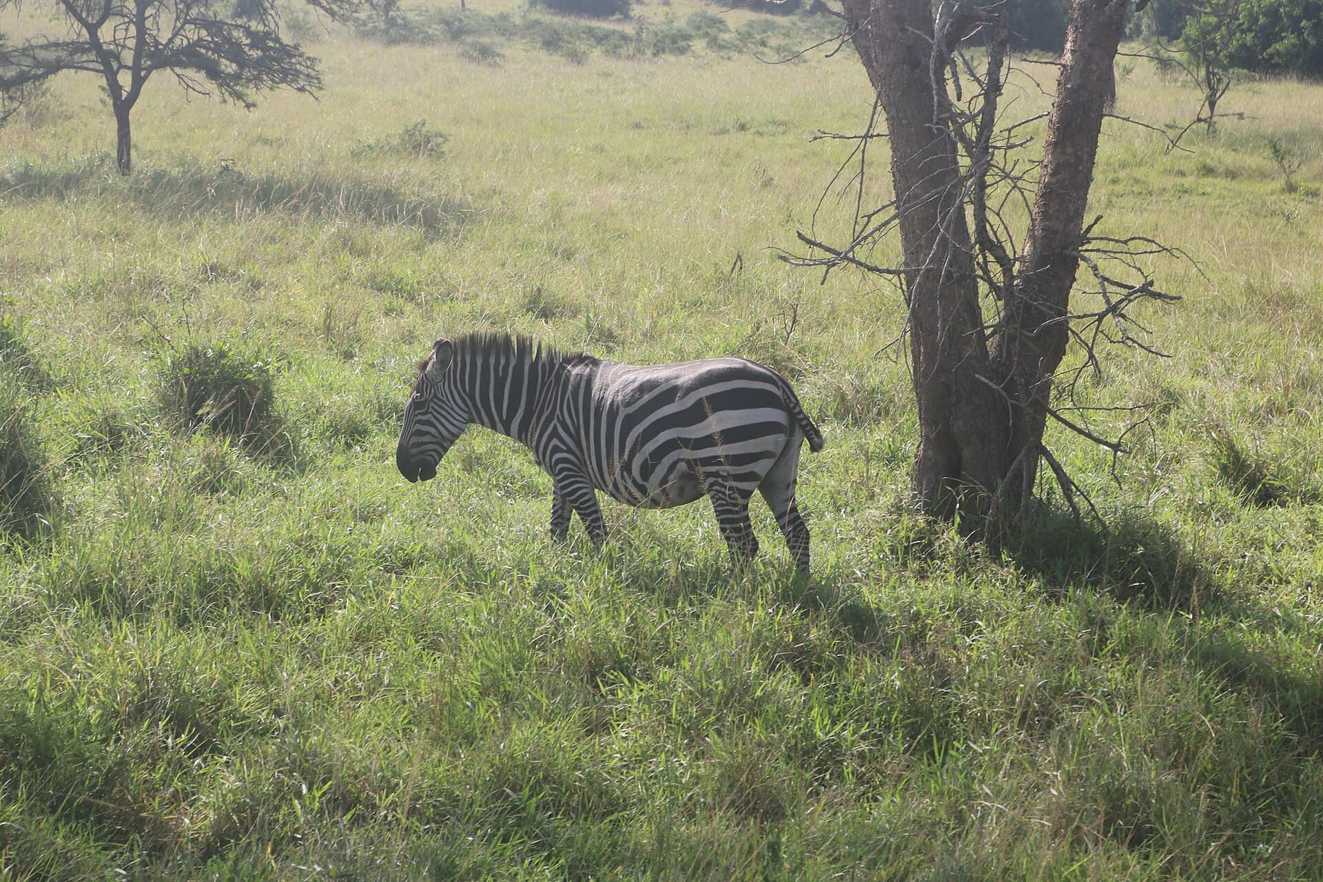 Zebras grazing beneath acacias at Lake Mburo