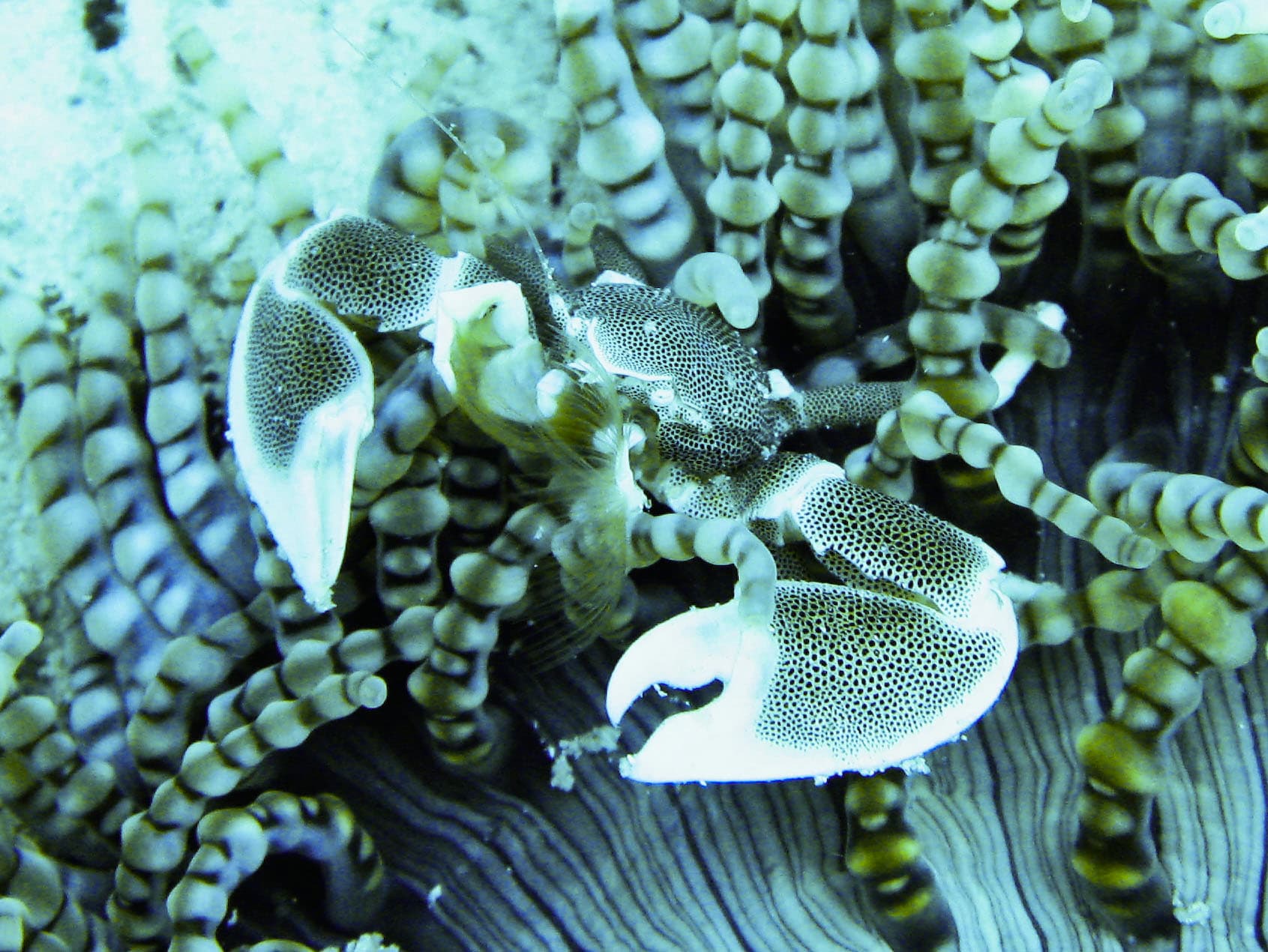 Marine life of the Mnemba atoll reefs