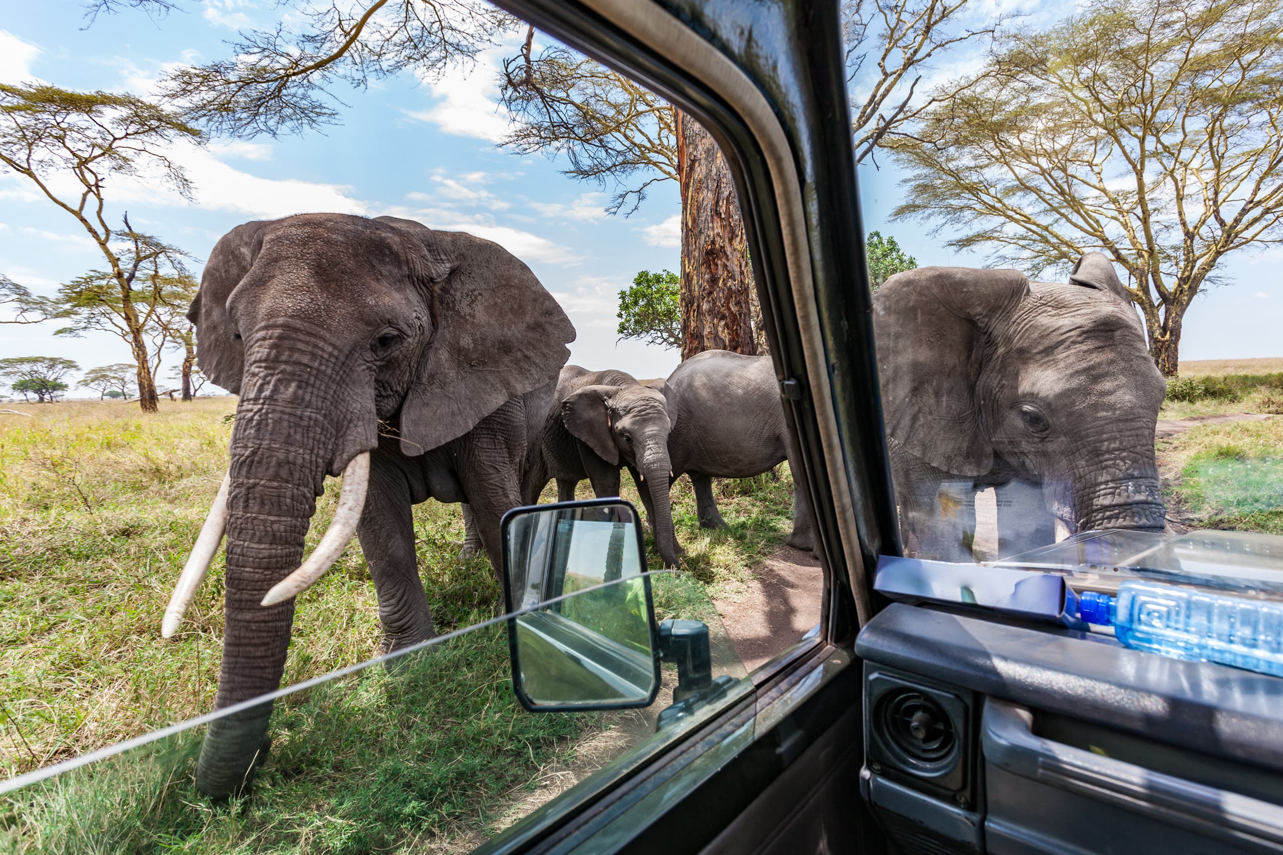 Elephants seen up close from inside a private safari vehicle