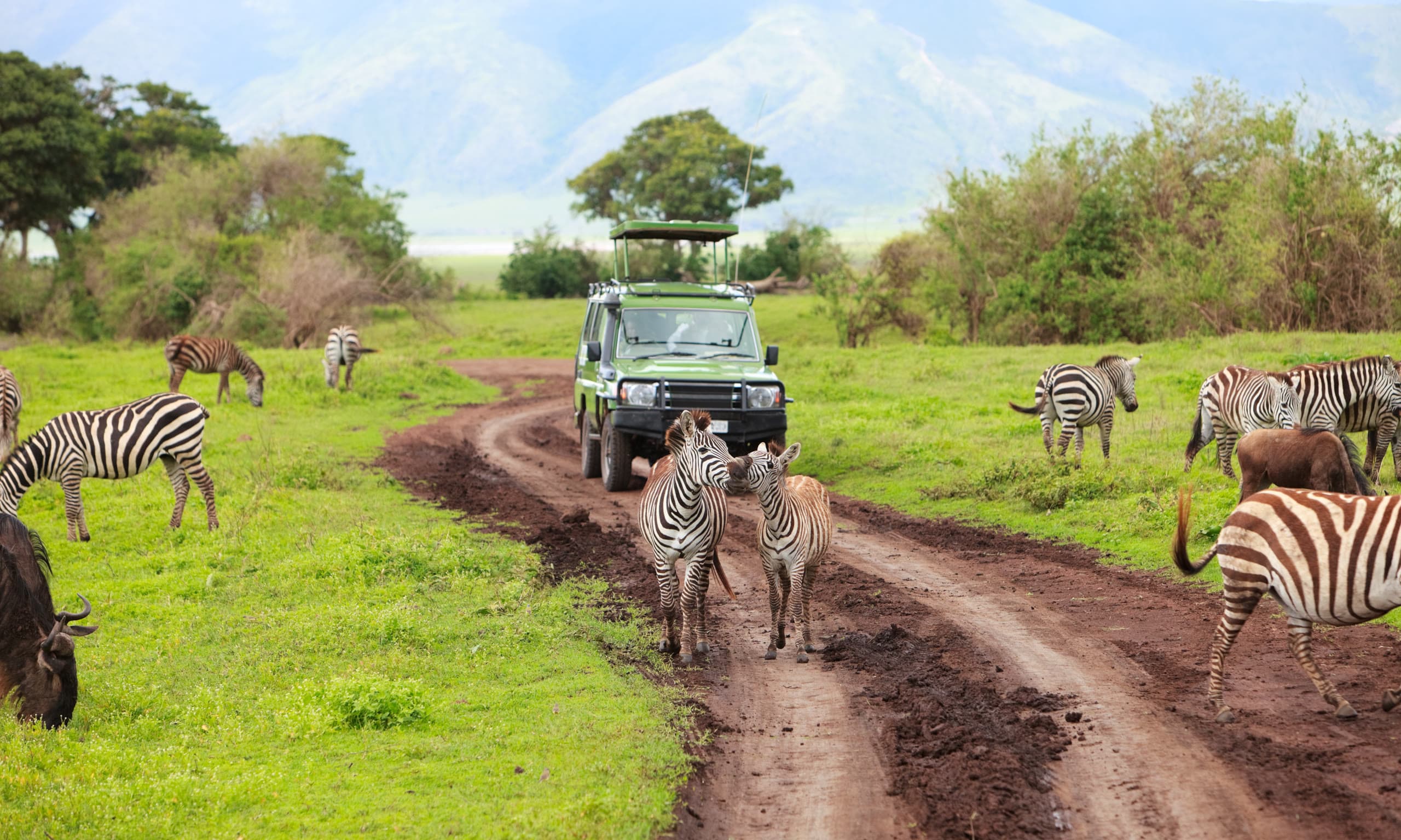 An open safari vehicle on a green Amboseli track with zebras beneath the peak of Kilimanjaro