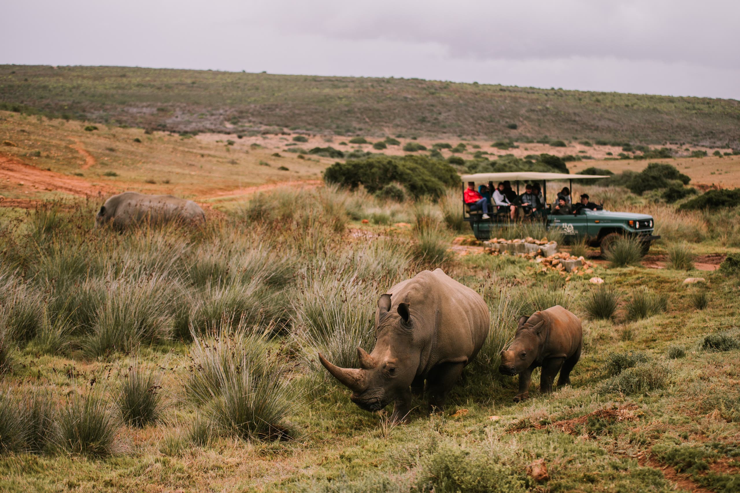 Two white rhinos grazing as guests watch from a safari vehicle in a private conservancy