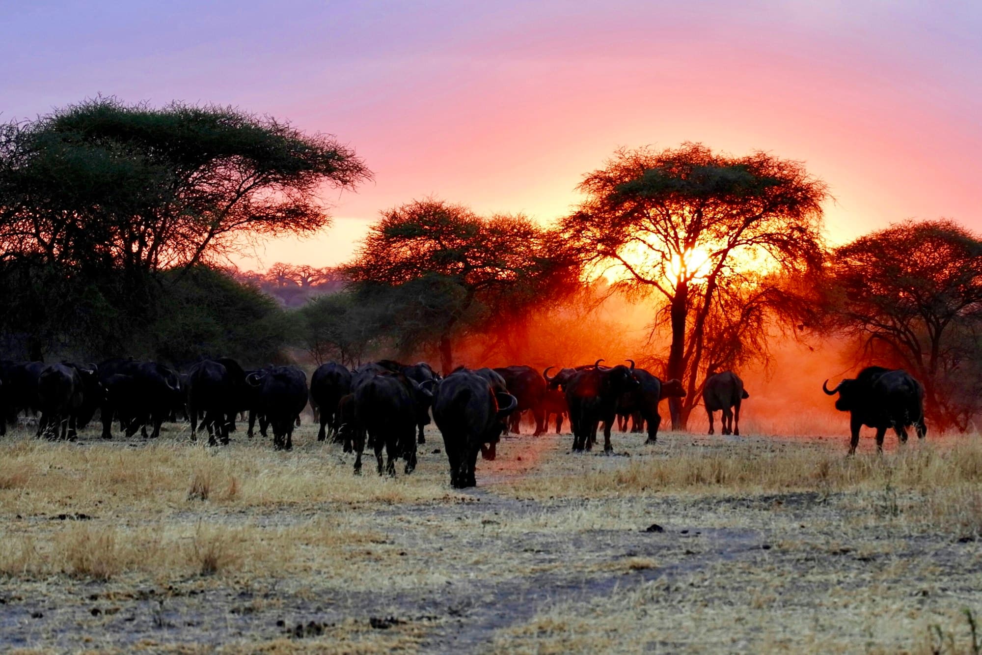 Herds moving through golden dust at a fiery Masai Mara sunset