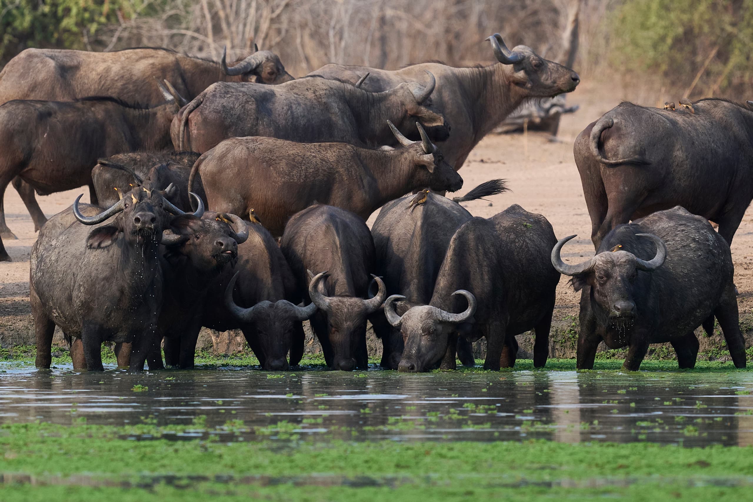 A herd of African buffalo gathered at a Rift Valley waterhole