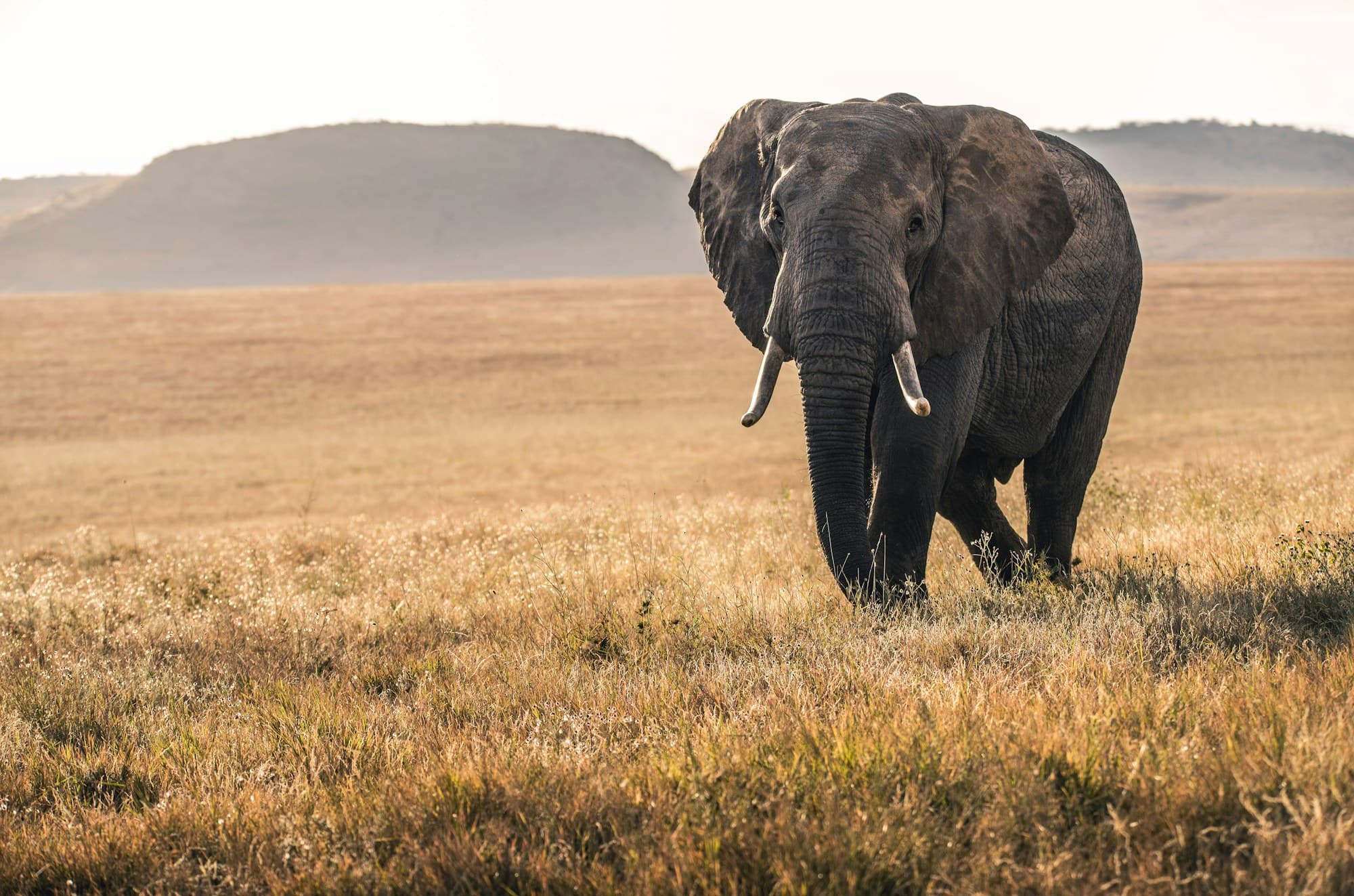 Elephant walking through dry golden grassland in northern Kenya