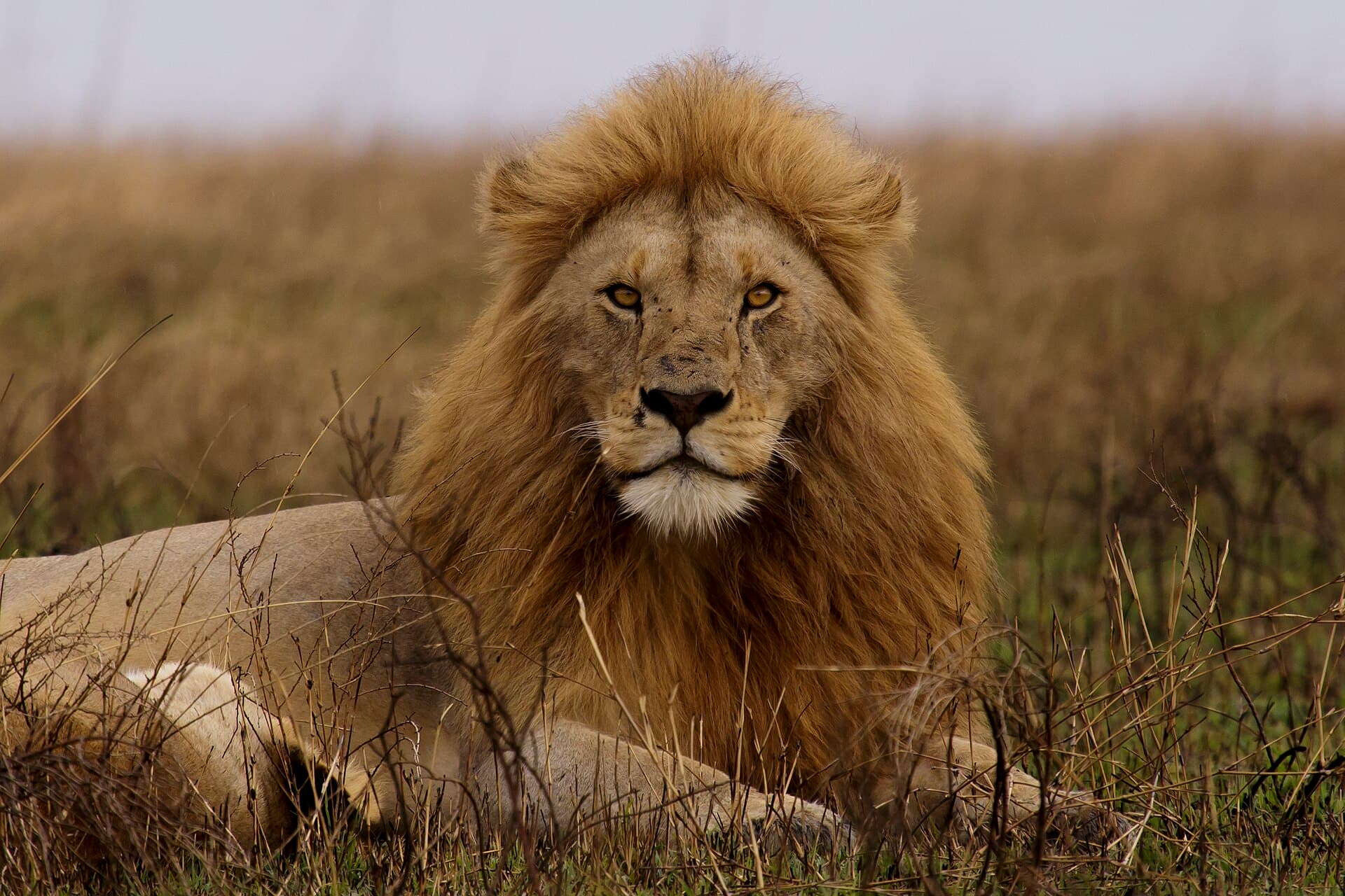 A male lion resting in golden grass in the Serengeti
