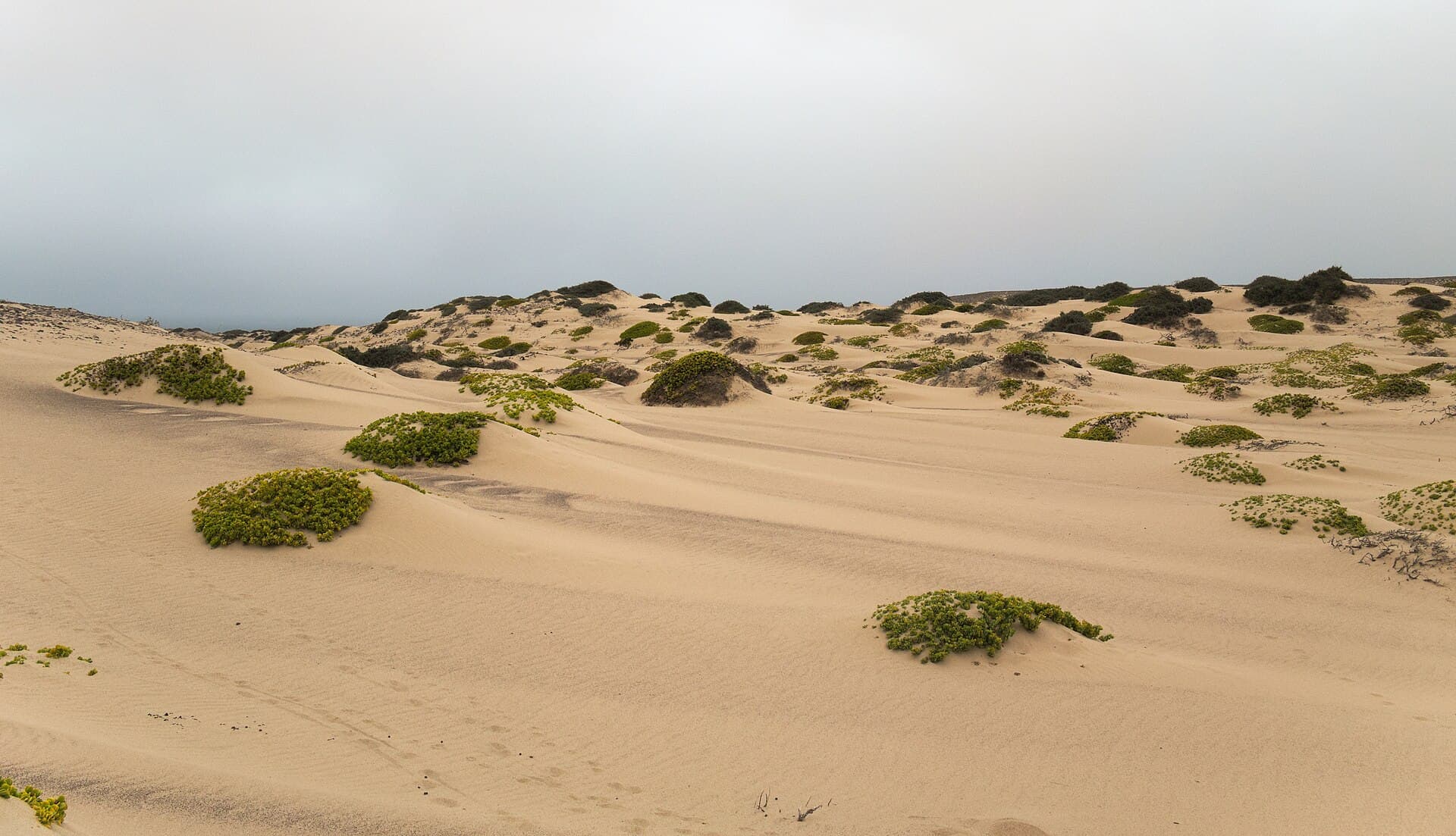 Wind-sculpted dunes meeting the Skeleton Coast