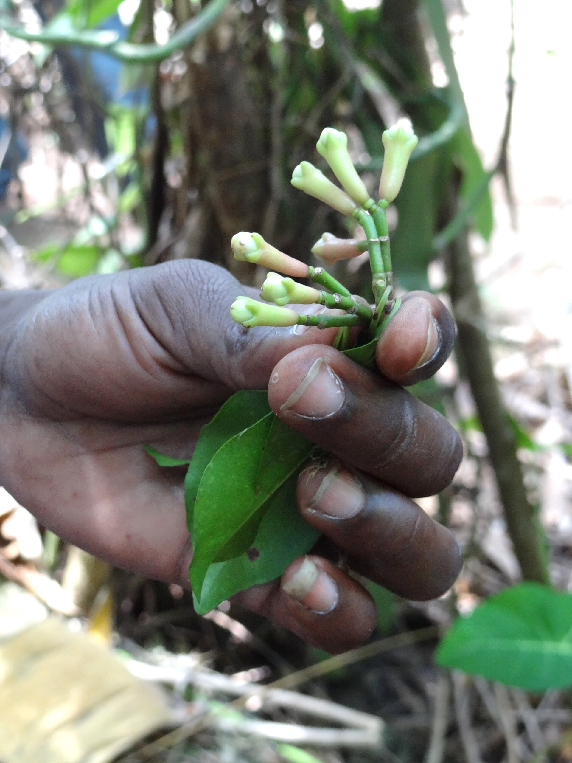 Fresh cloves picked on a Zanzibar spice farm