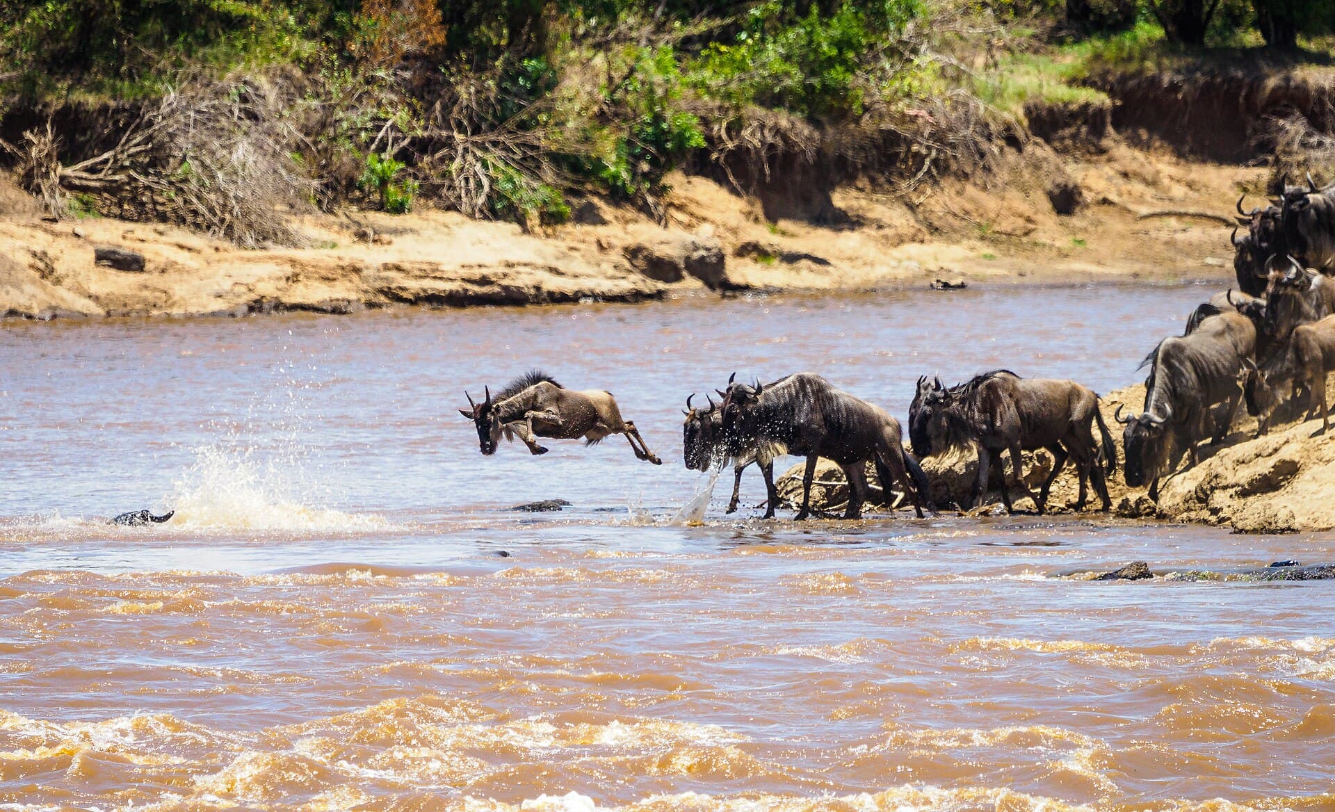 Wildebeest leaping into the Mara River during the Great Migration crossing