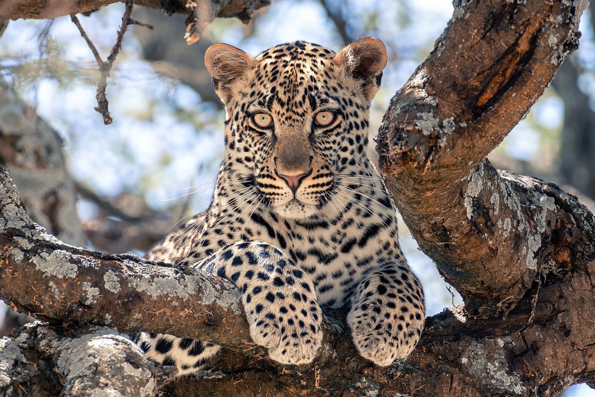 A leopard resting in the fork of a tree in the Serengeti