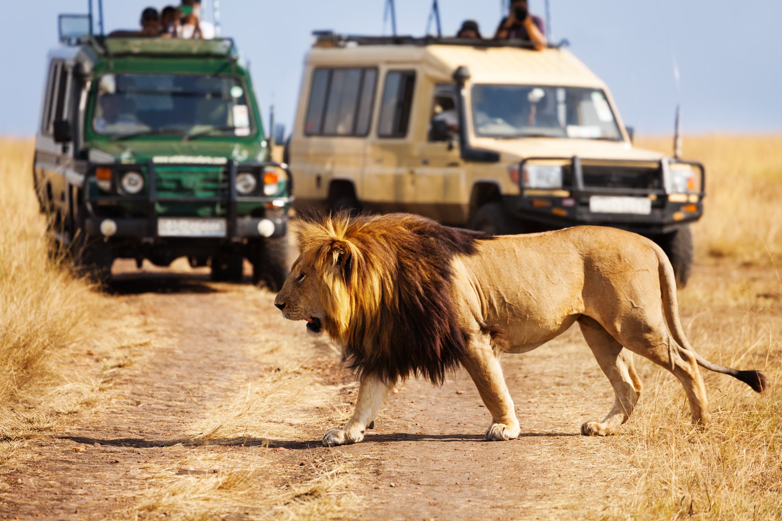 A male lion walking past private safari vehicles on the open savanna
