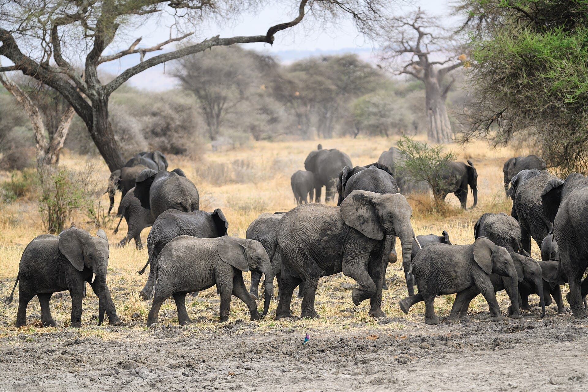 Elephant herd gathered beneath acacia woodland in Tarangire