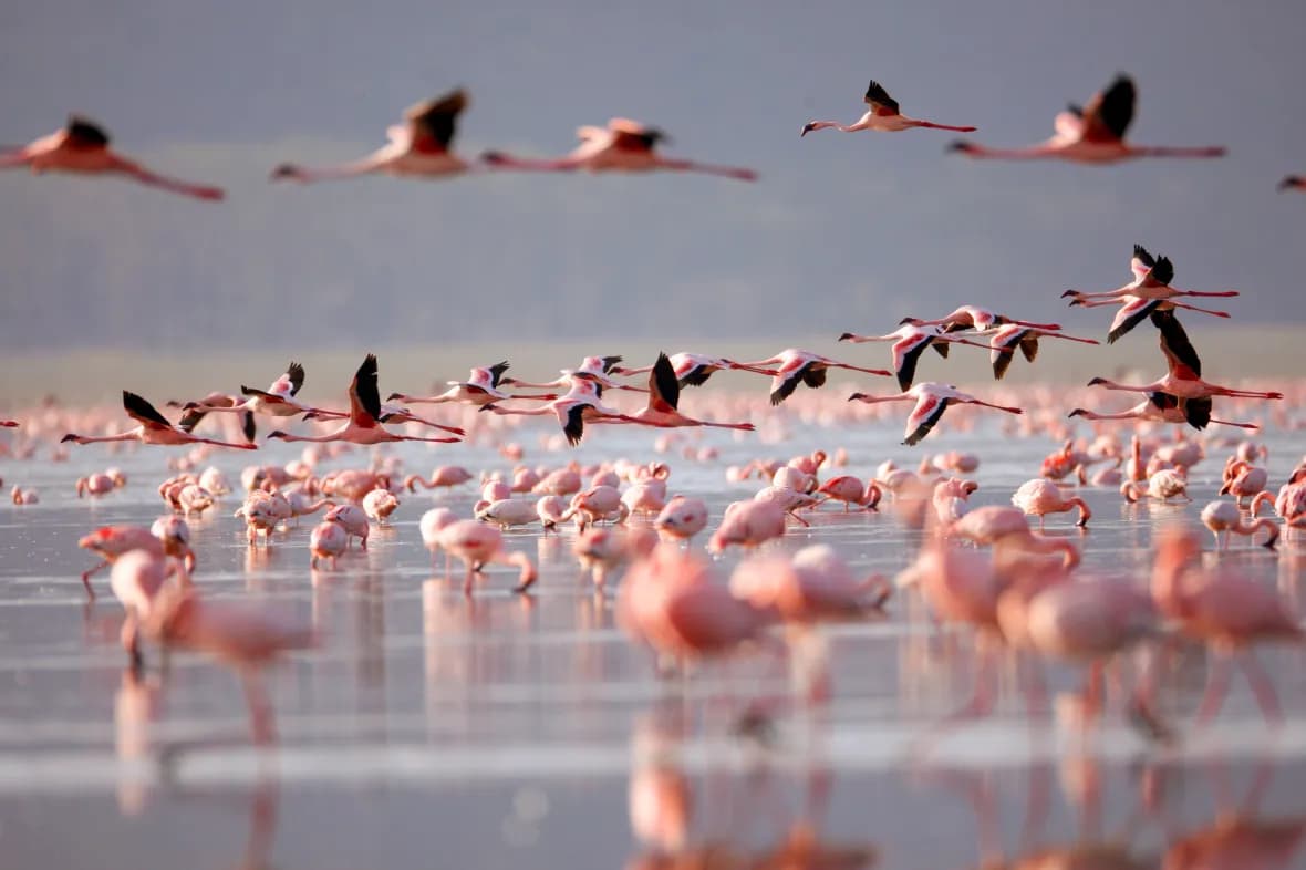 Flamingos wading and taking flight over a shallow lake