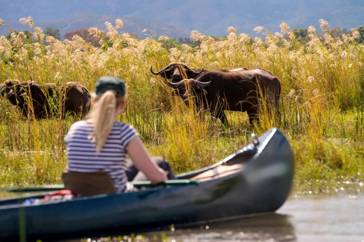 A guest in a canoe watches Cape buffalo among tall riverside reeds, with an escarpment beyond